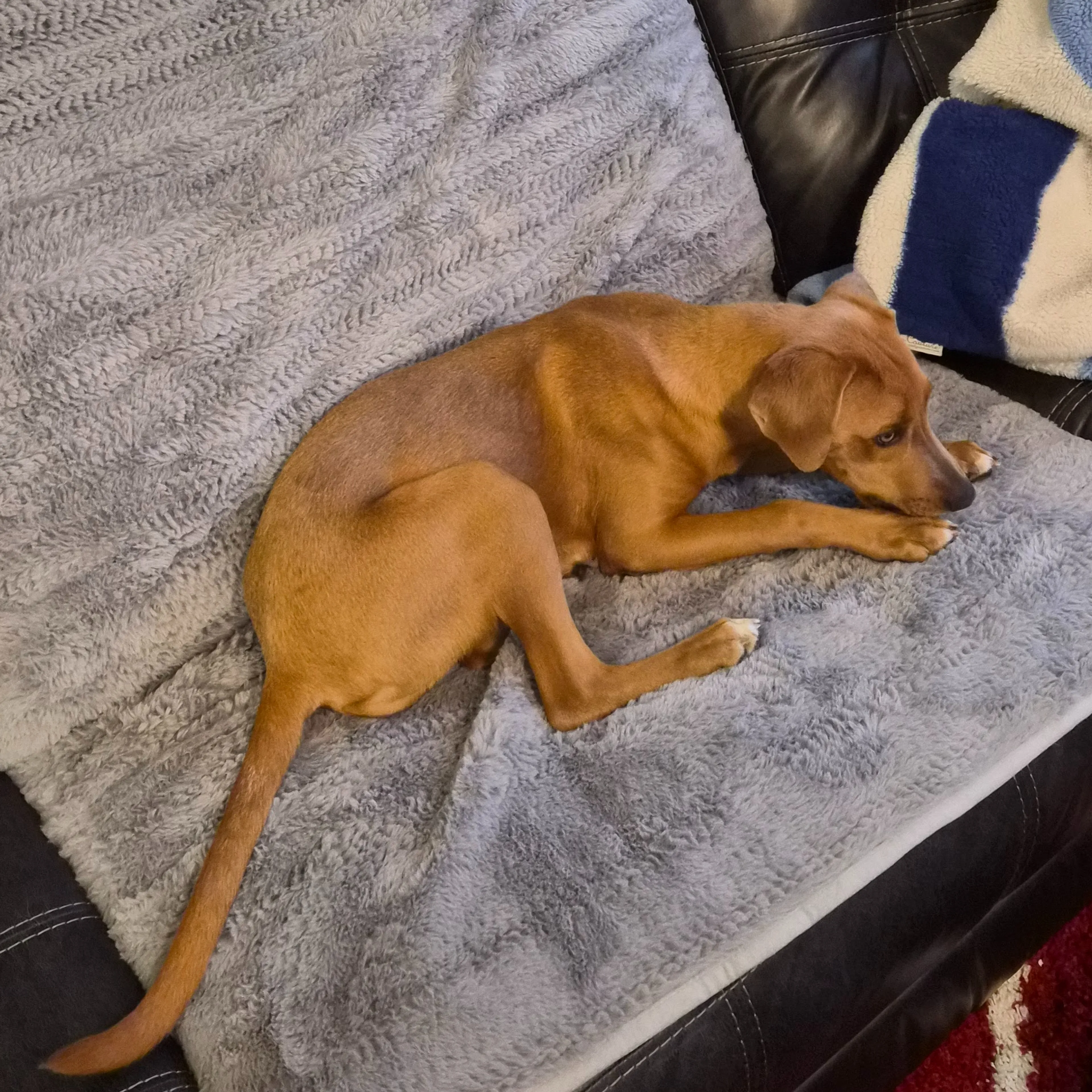 Found pet-1