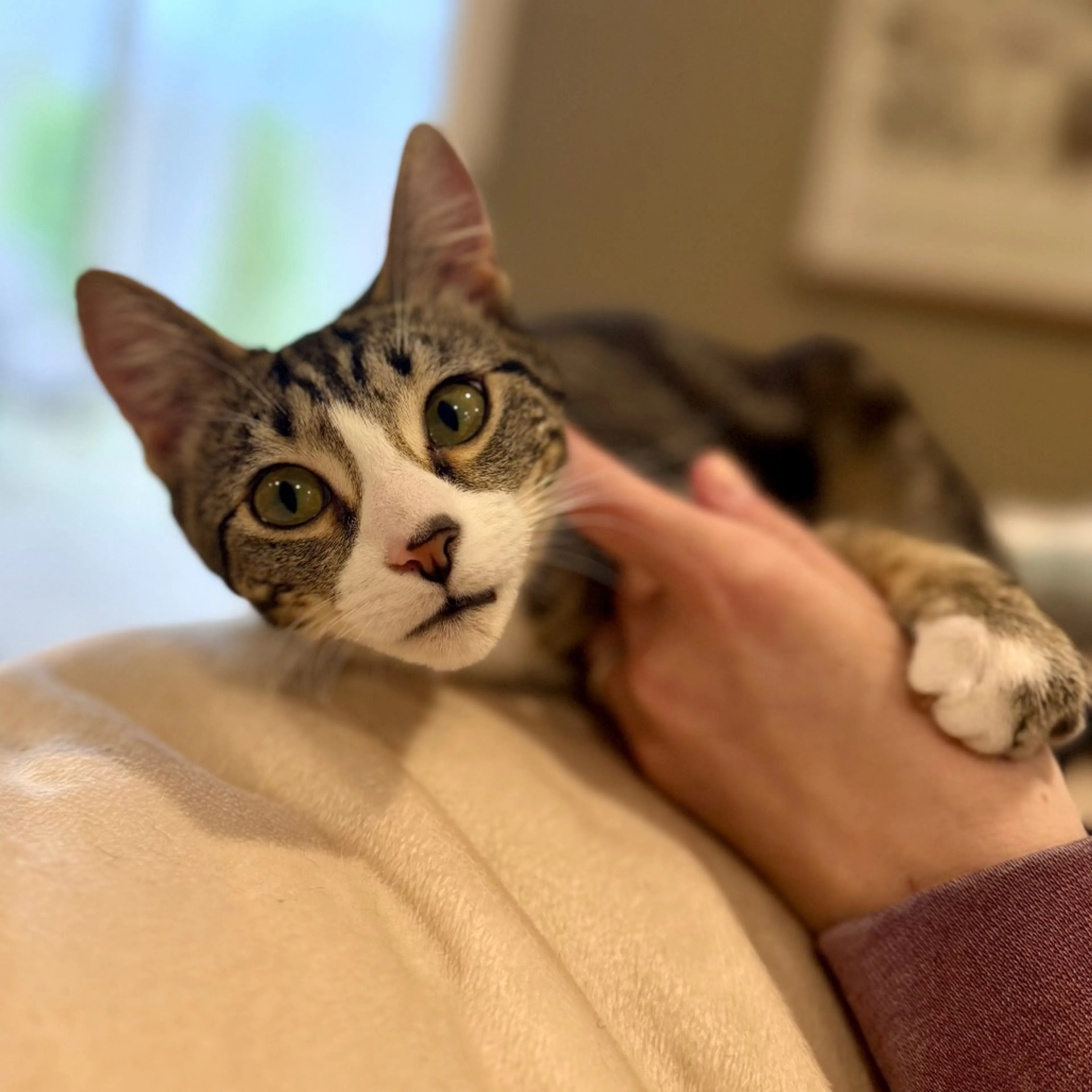 Found pet-4