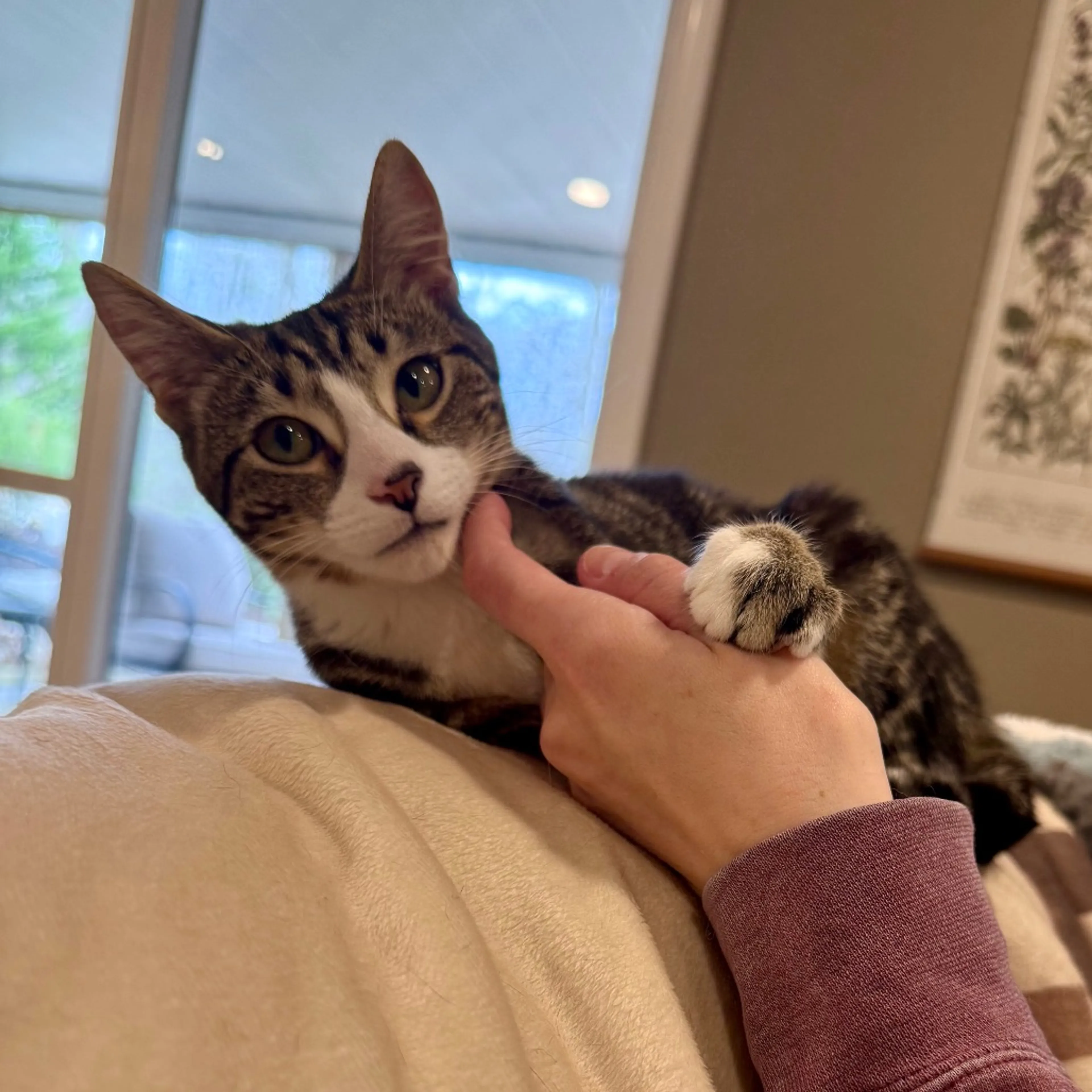 Found pet-3