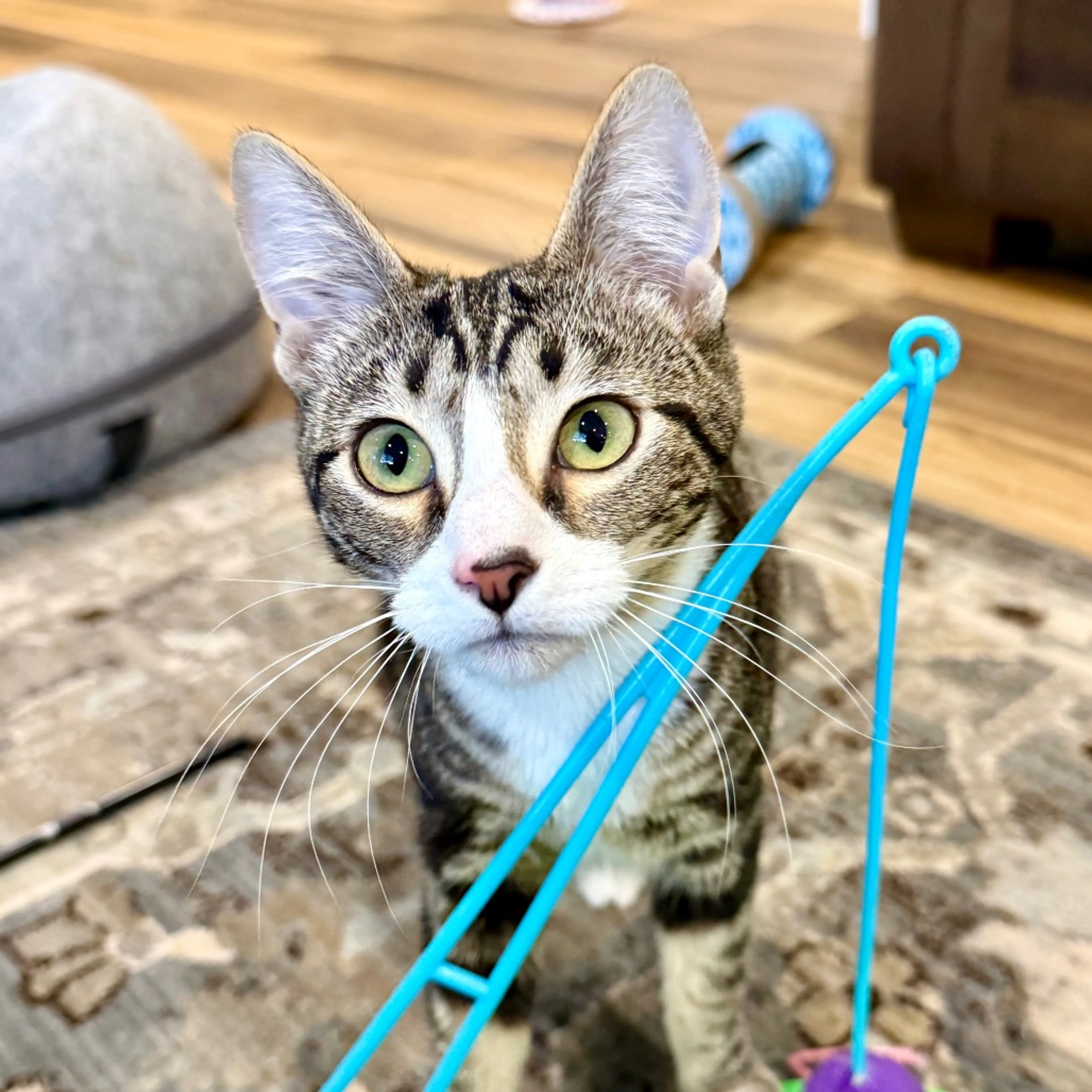 Found pet-0