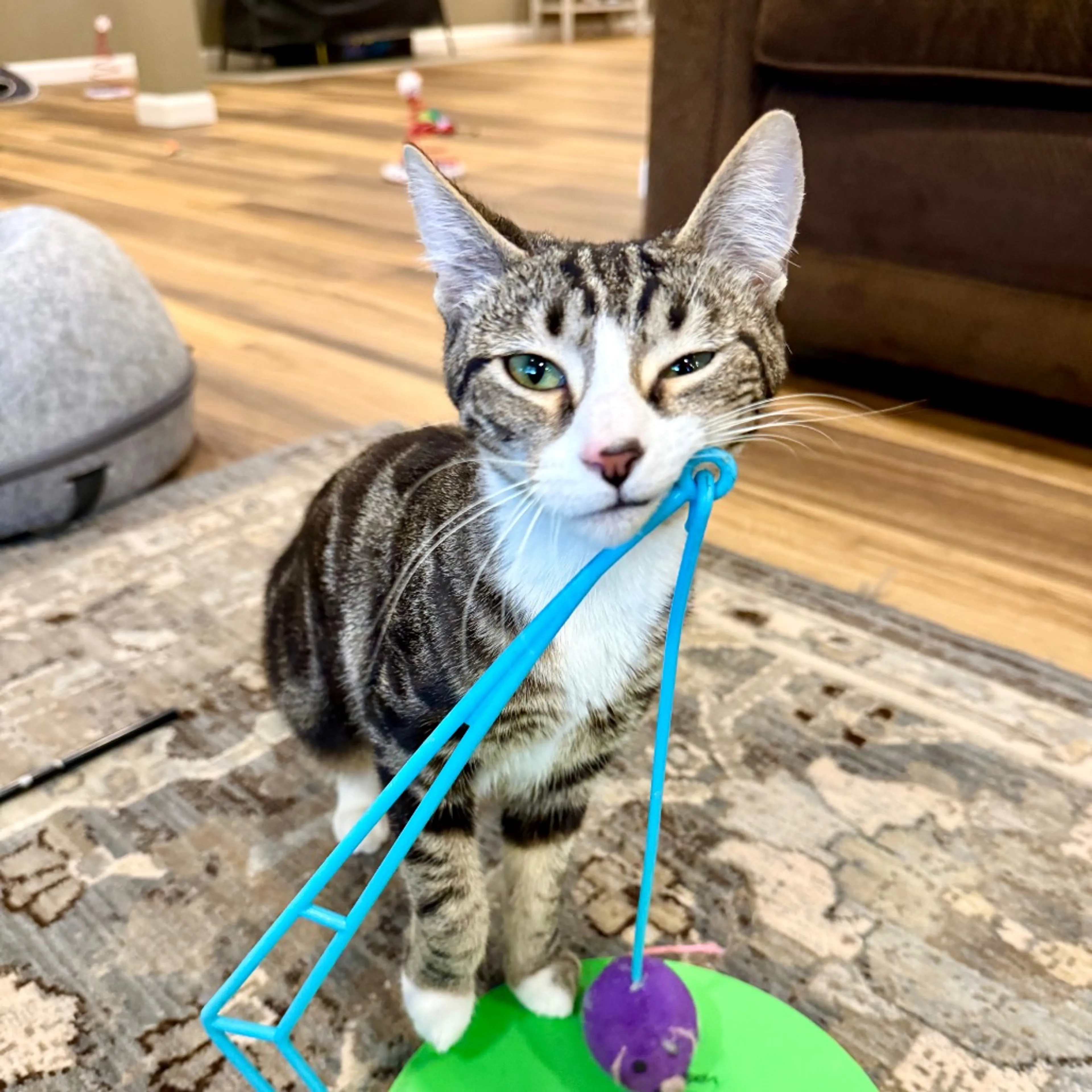 Found pet-1