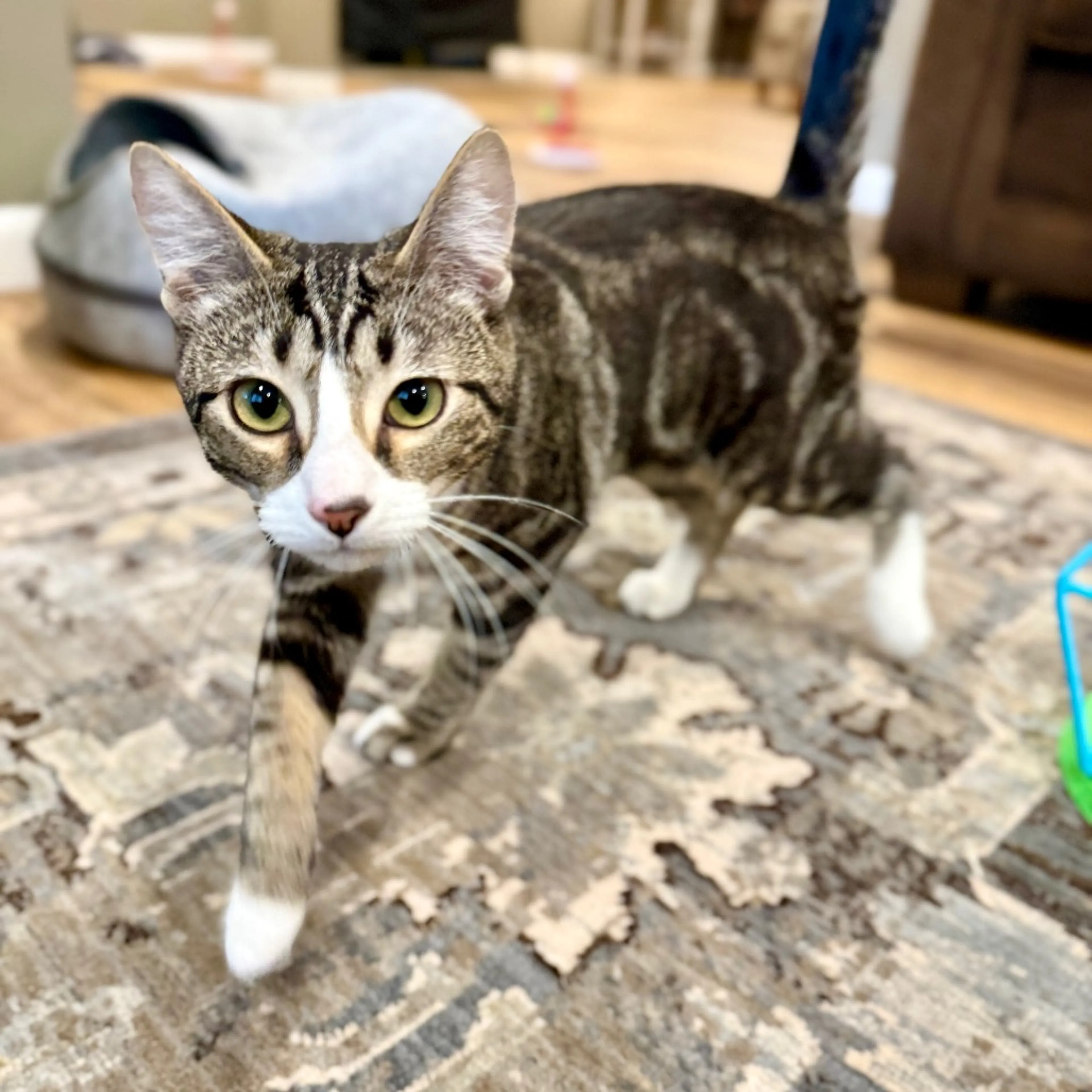 Found pet-2