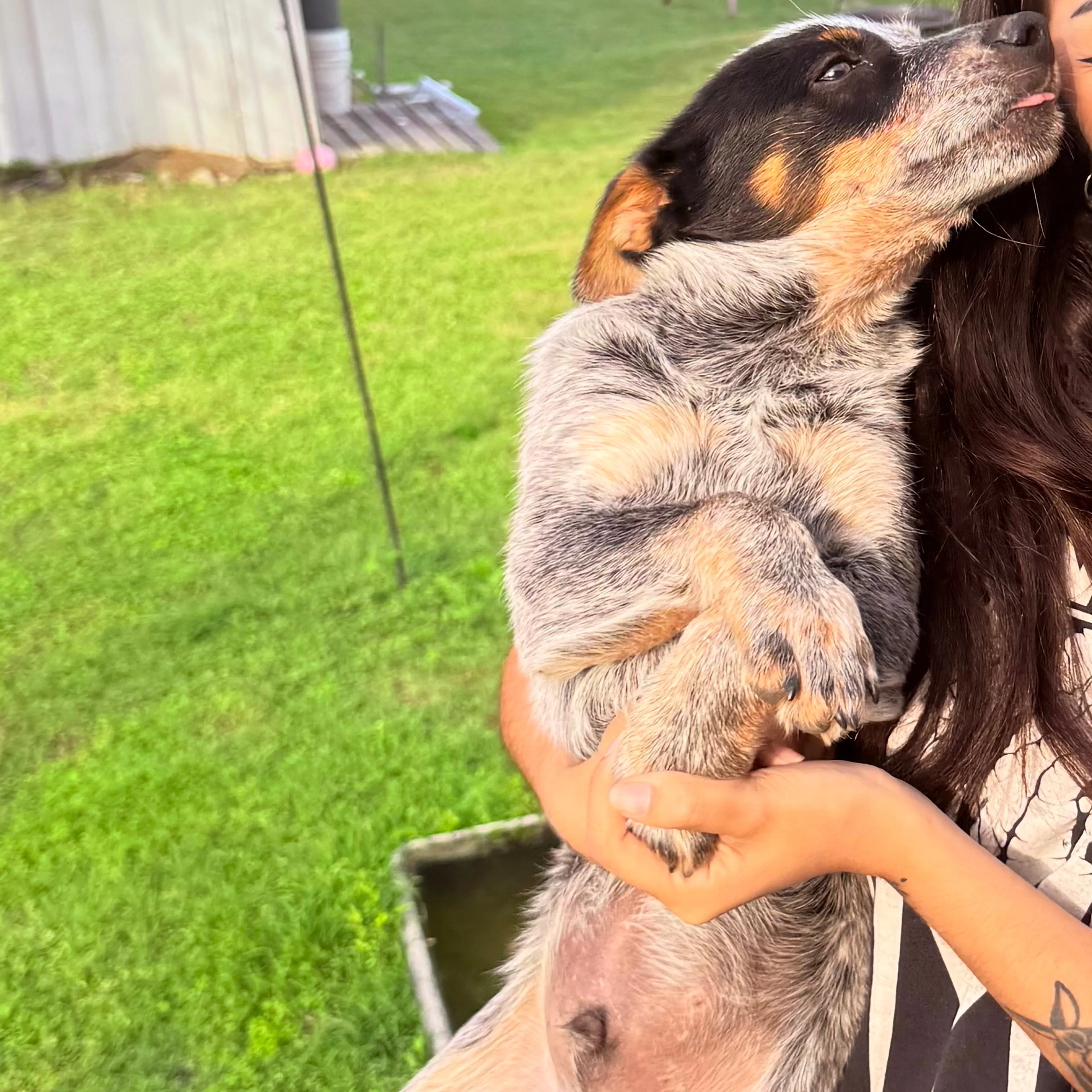 Lost pet-1