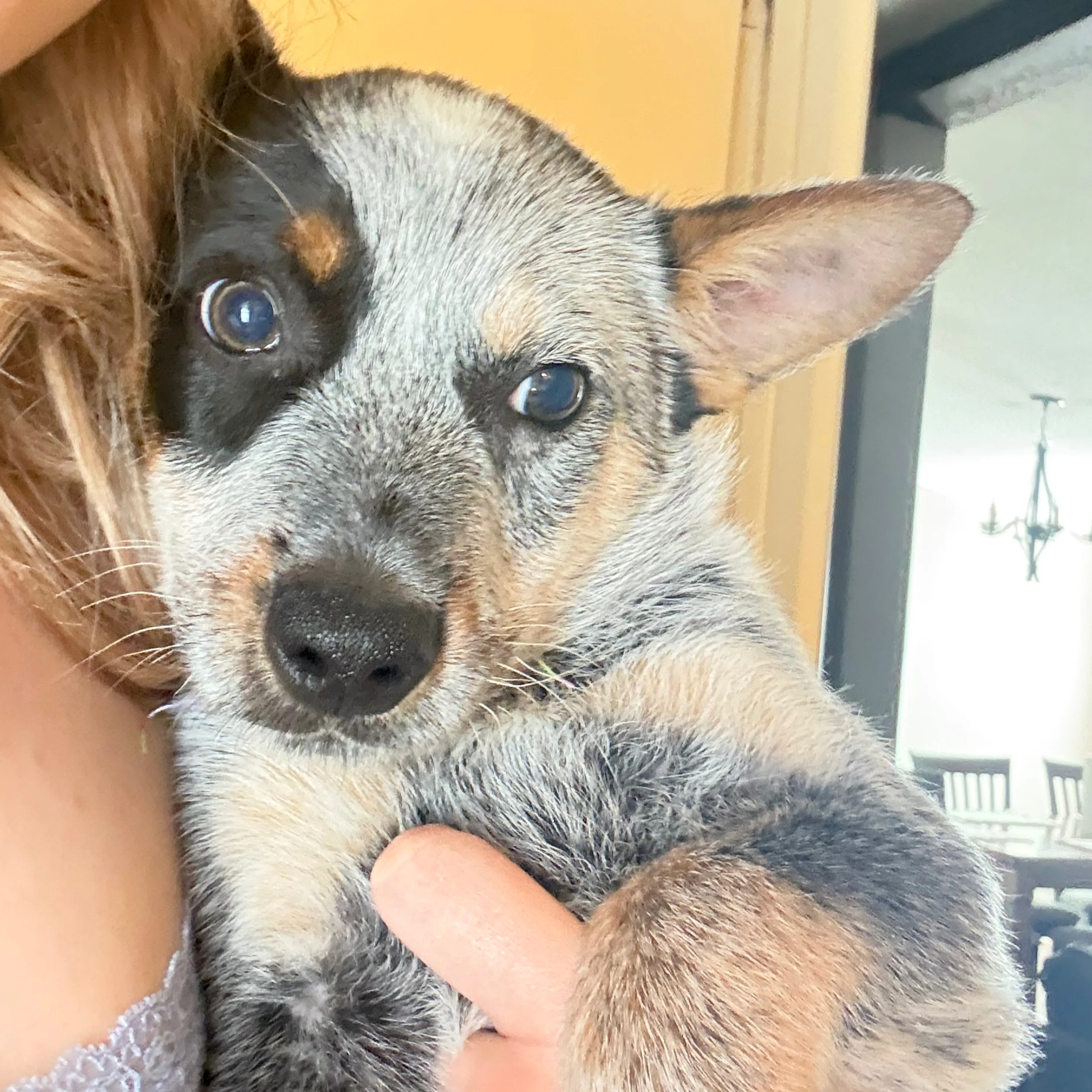 Lost pet-2