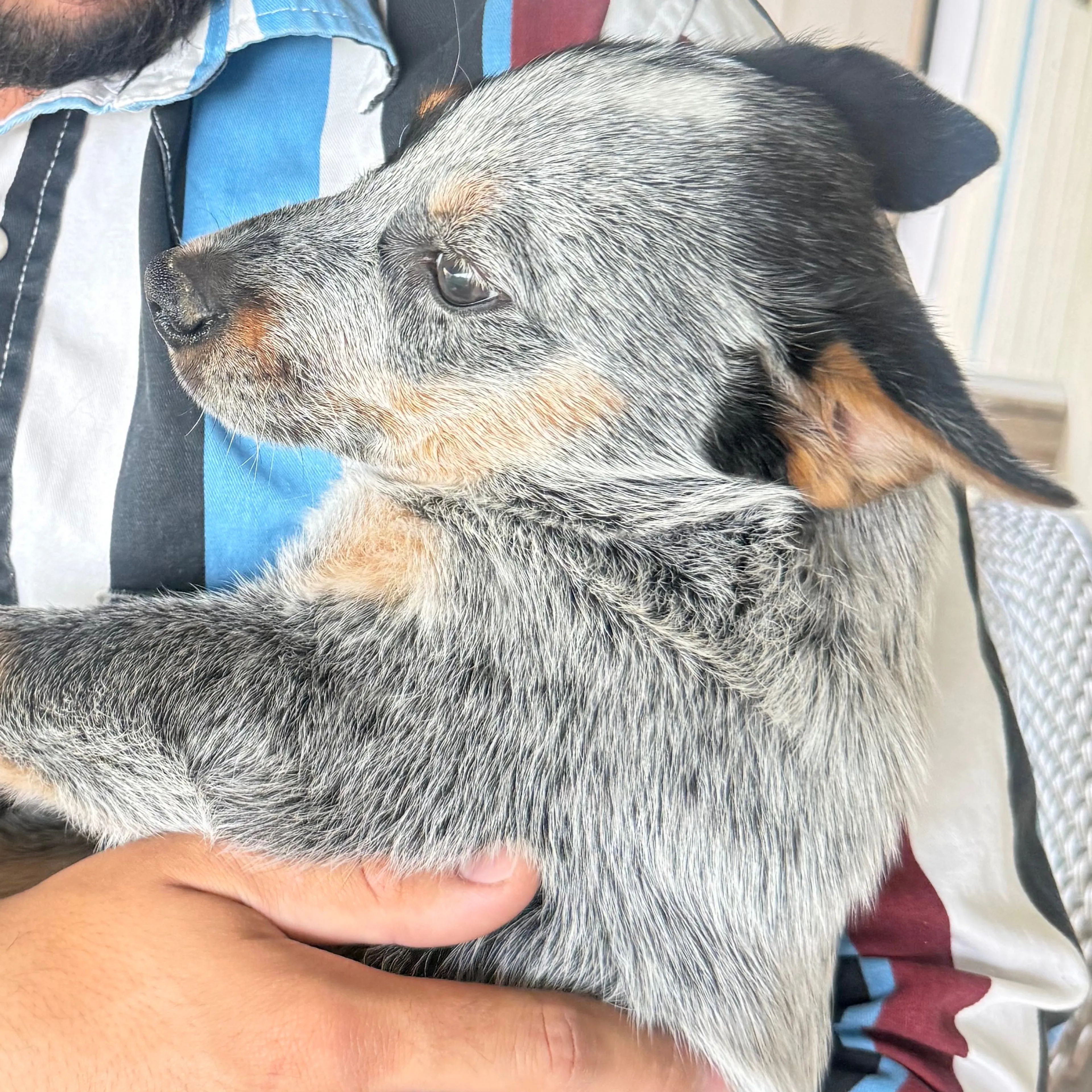 Lost pet-3