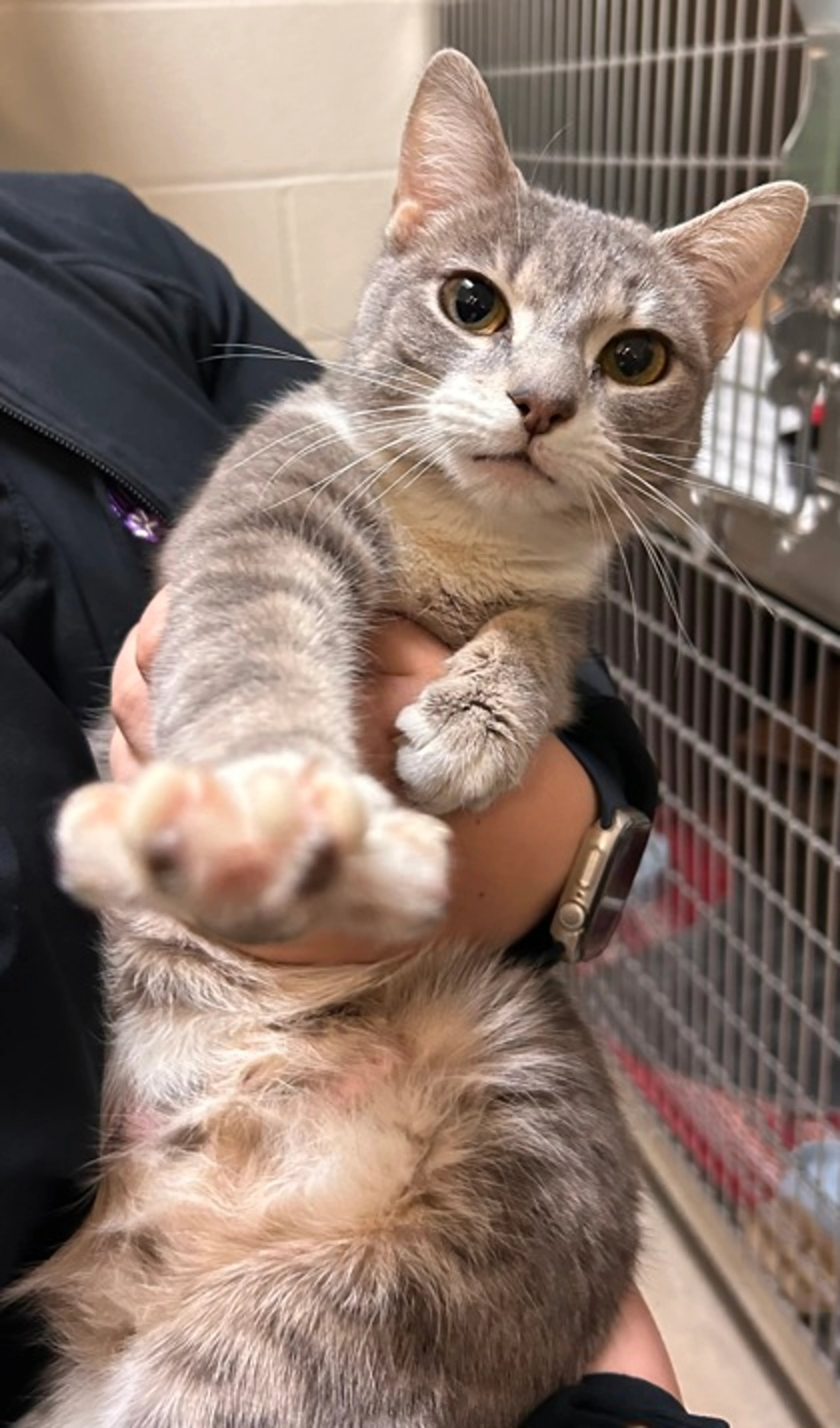 Found pet