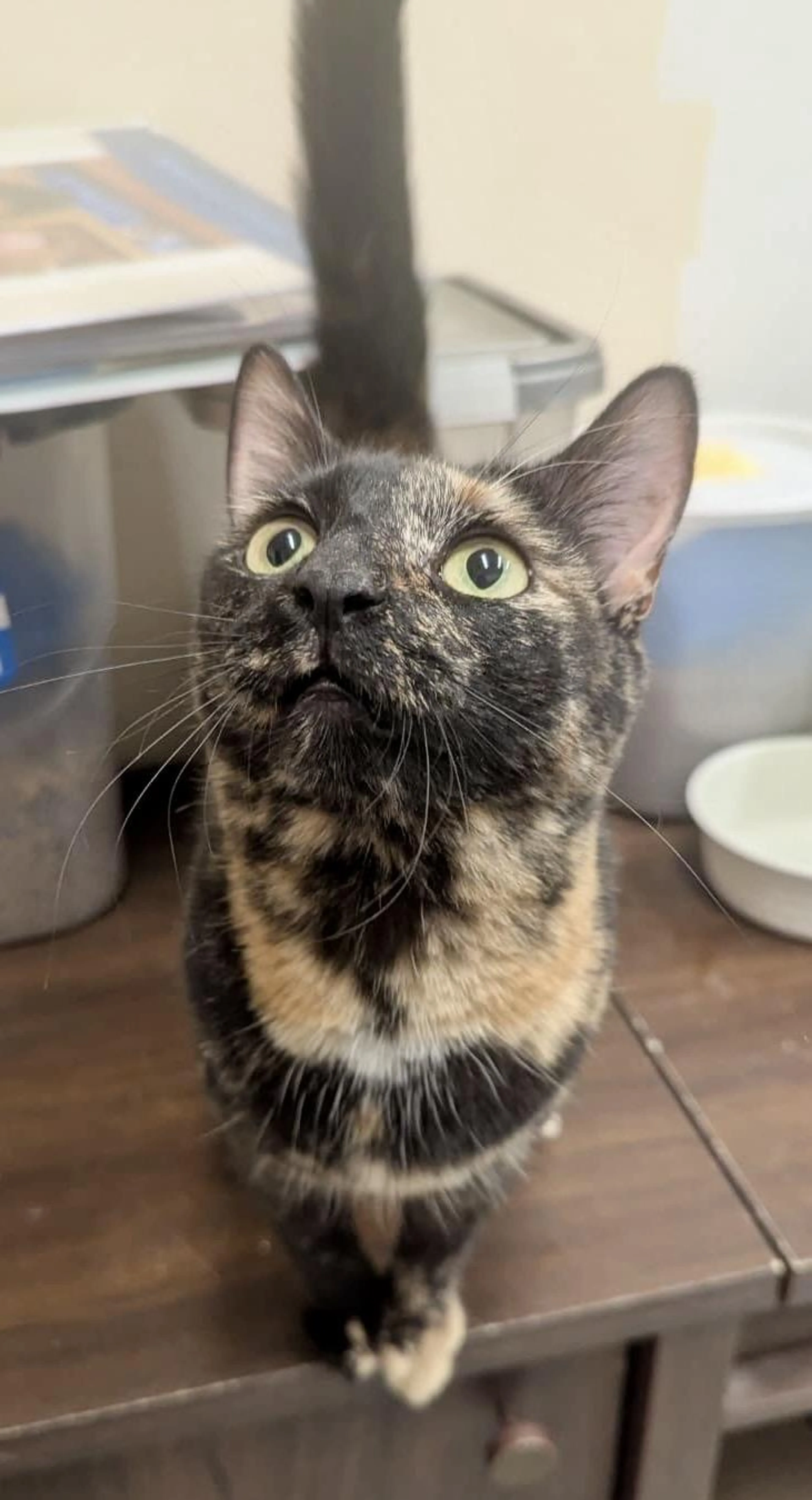 Found pet-1
