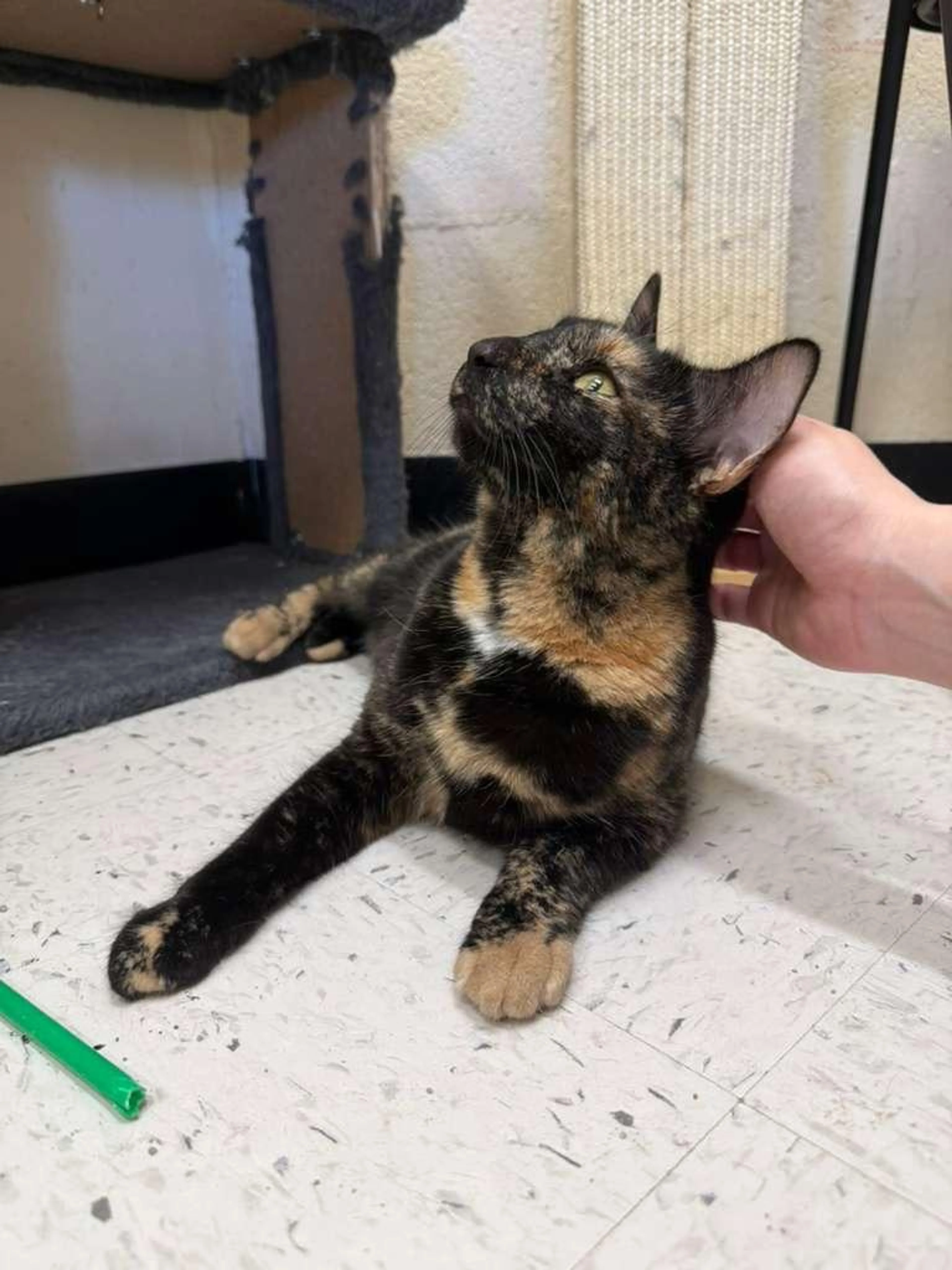Found pet-3