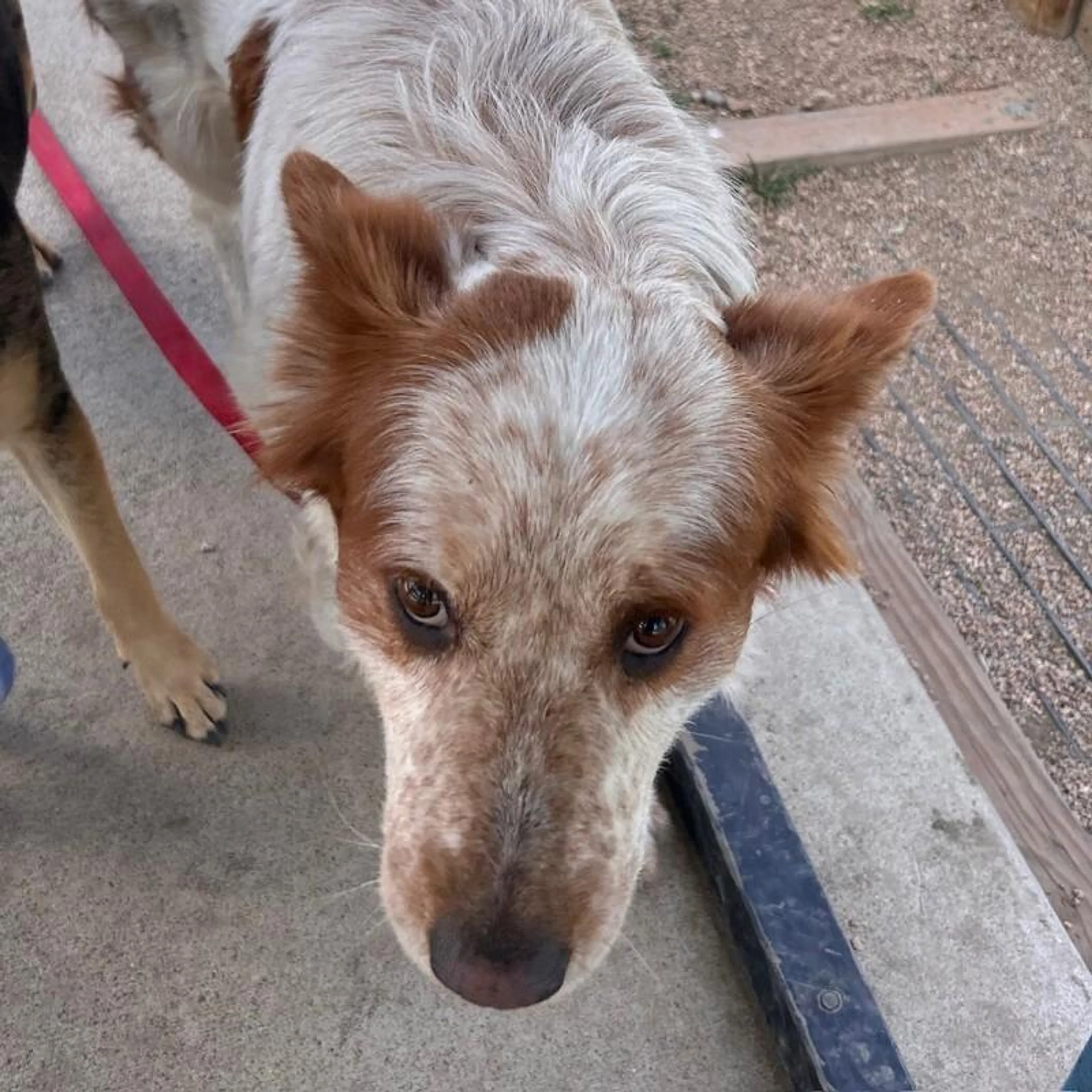 Found pet-4