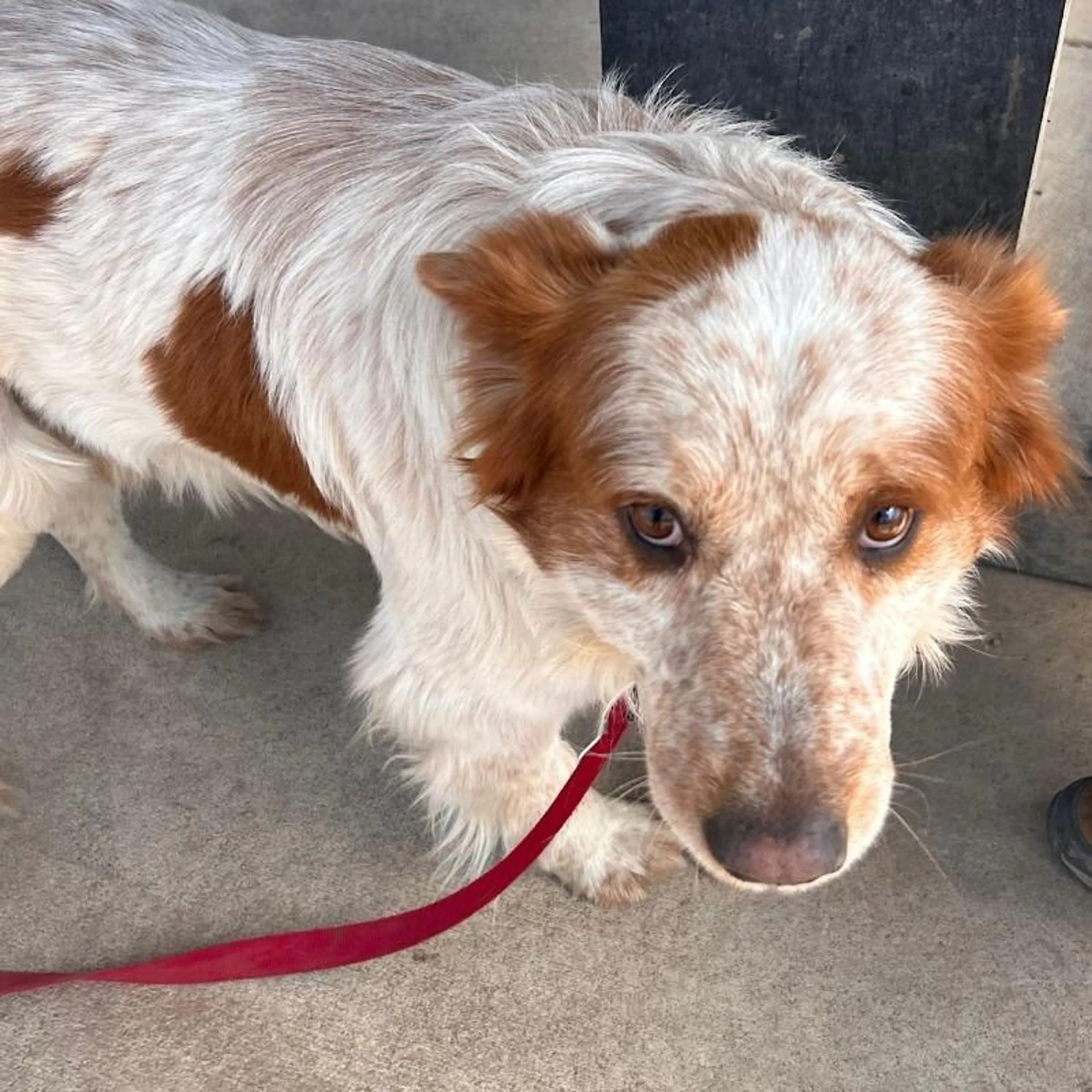 Found pet-3