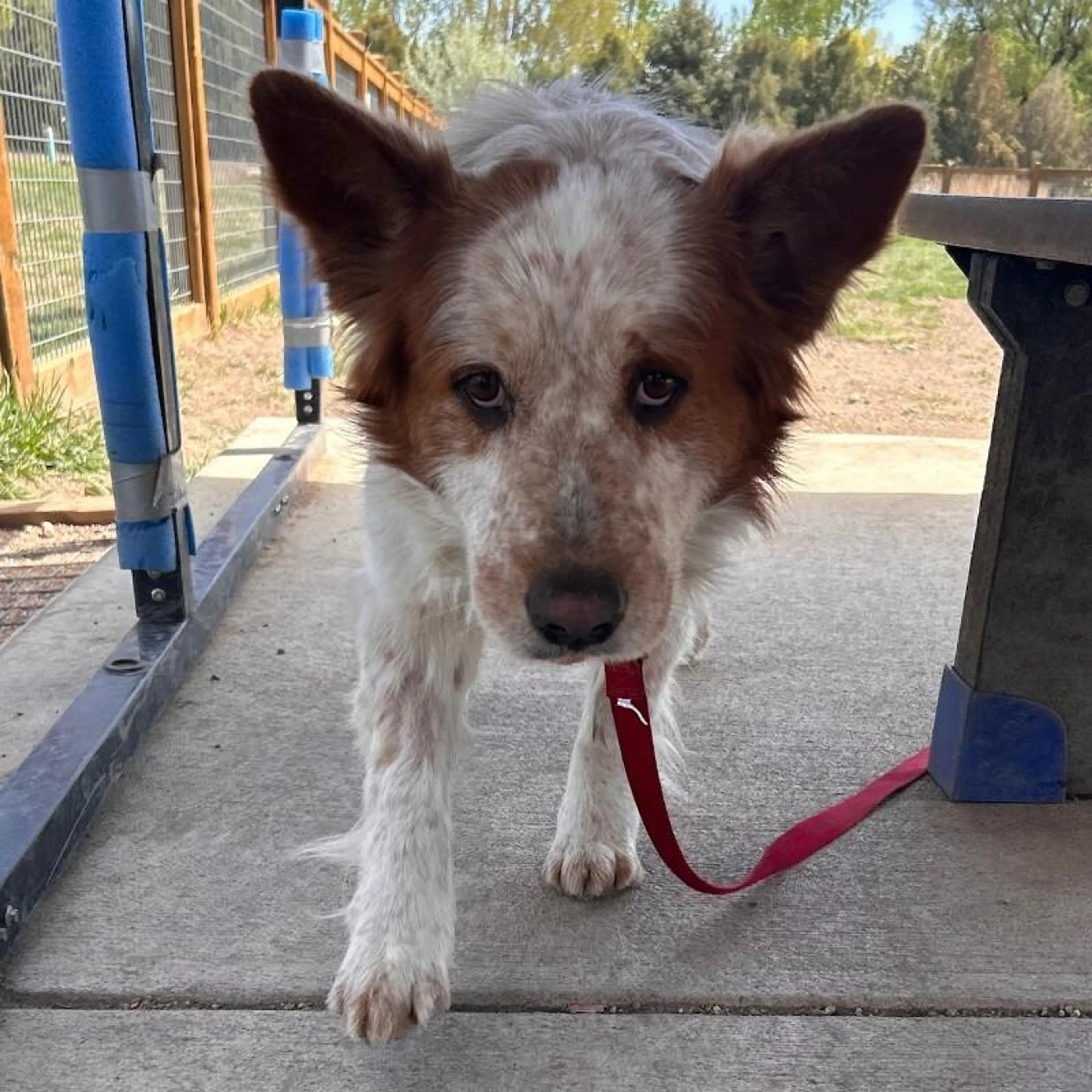 Found pet-2
