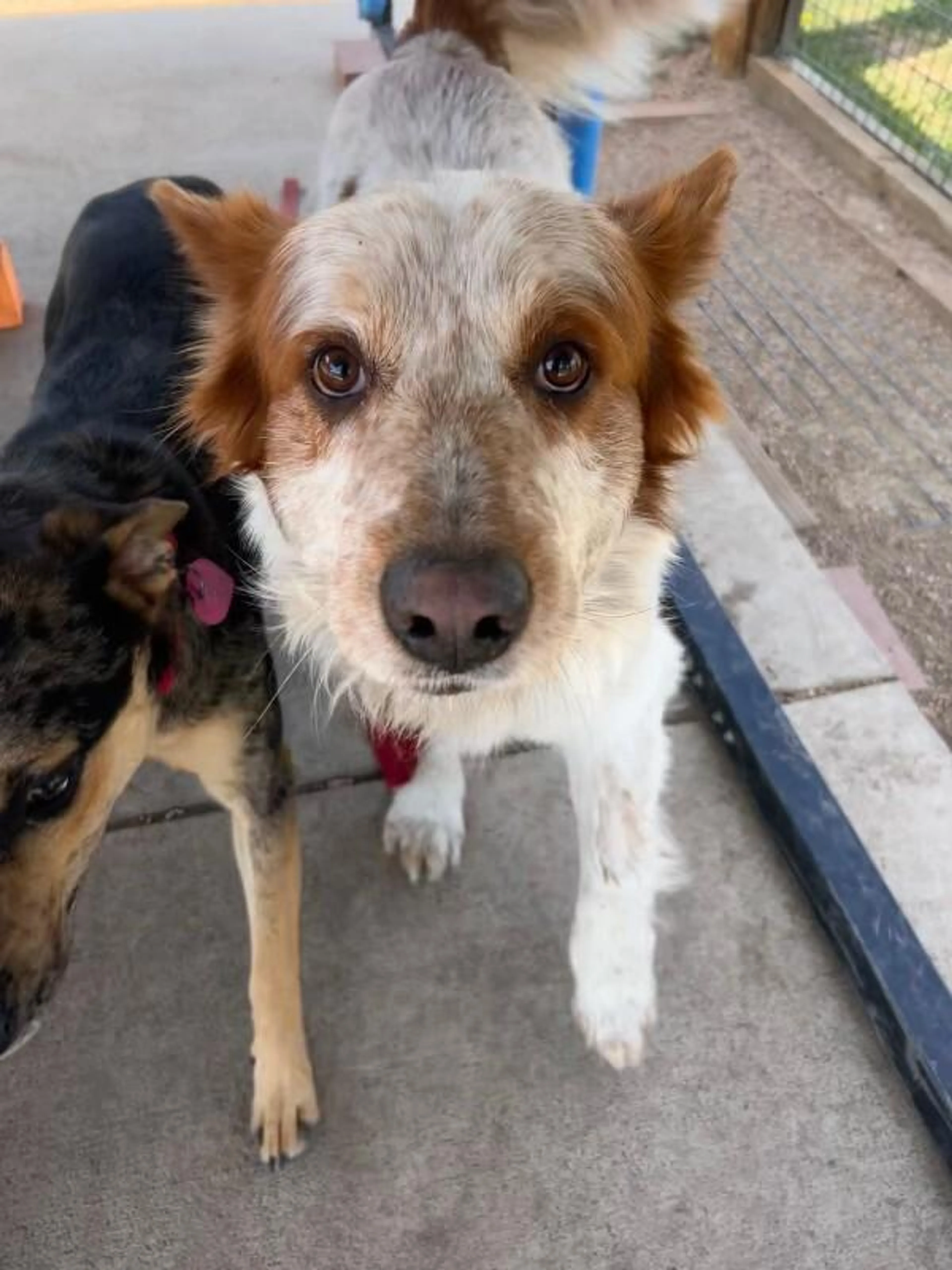 Found pet-5