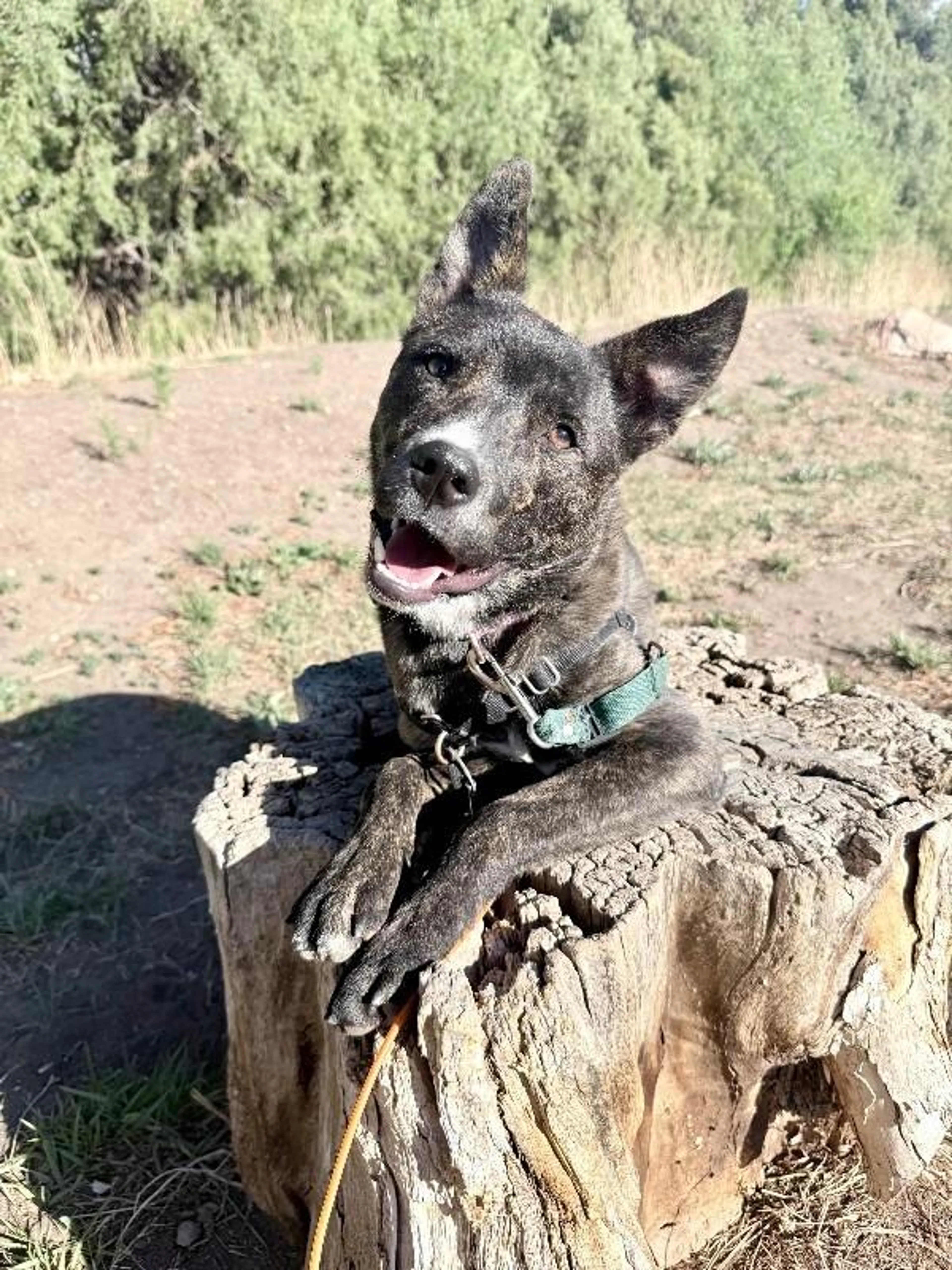 Found pet-2