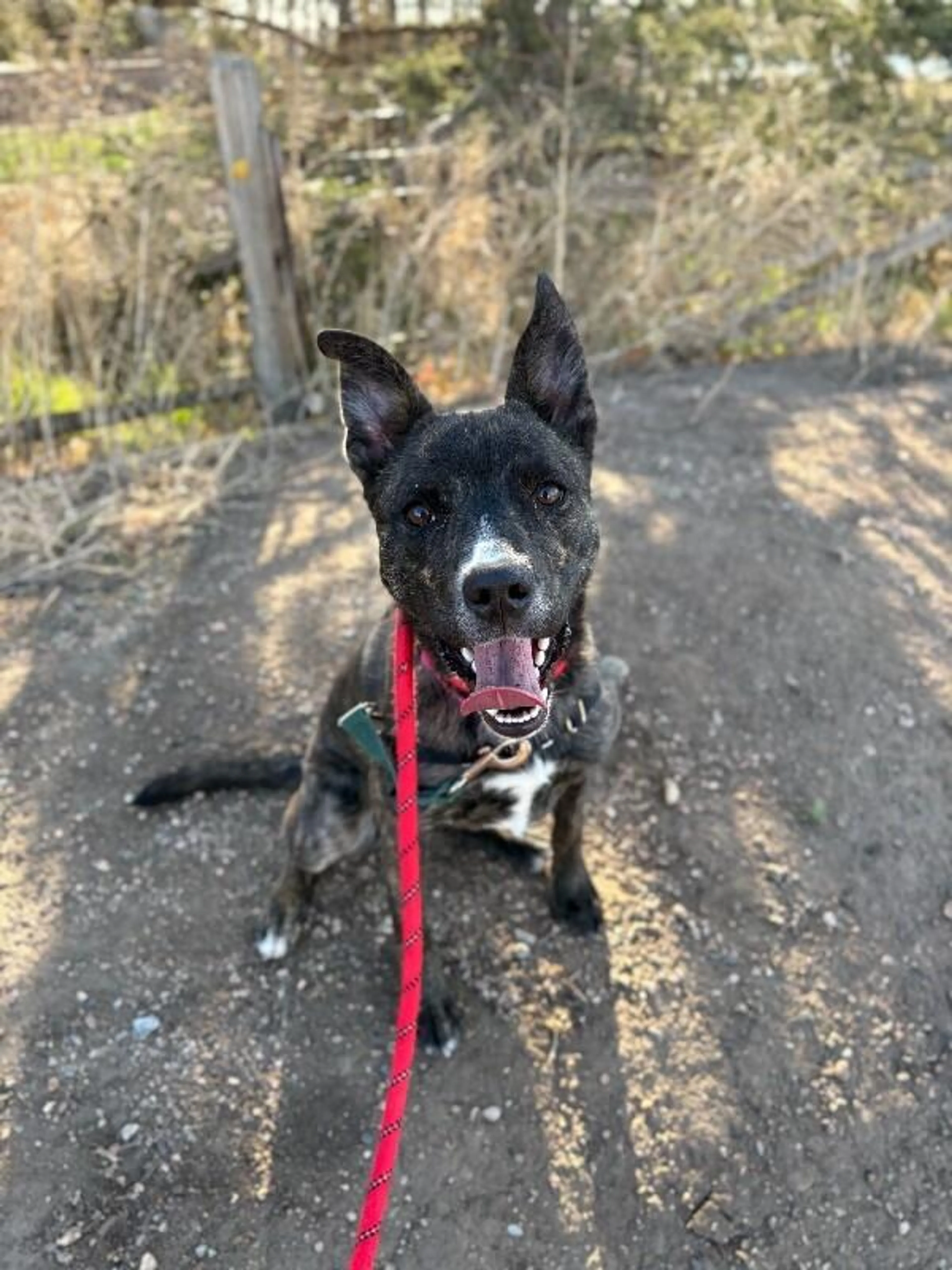 Found pet-3