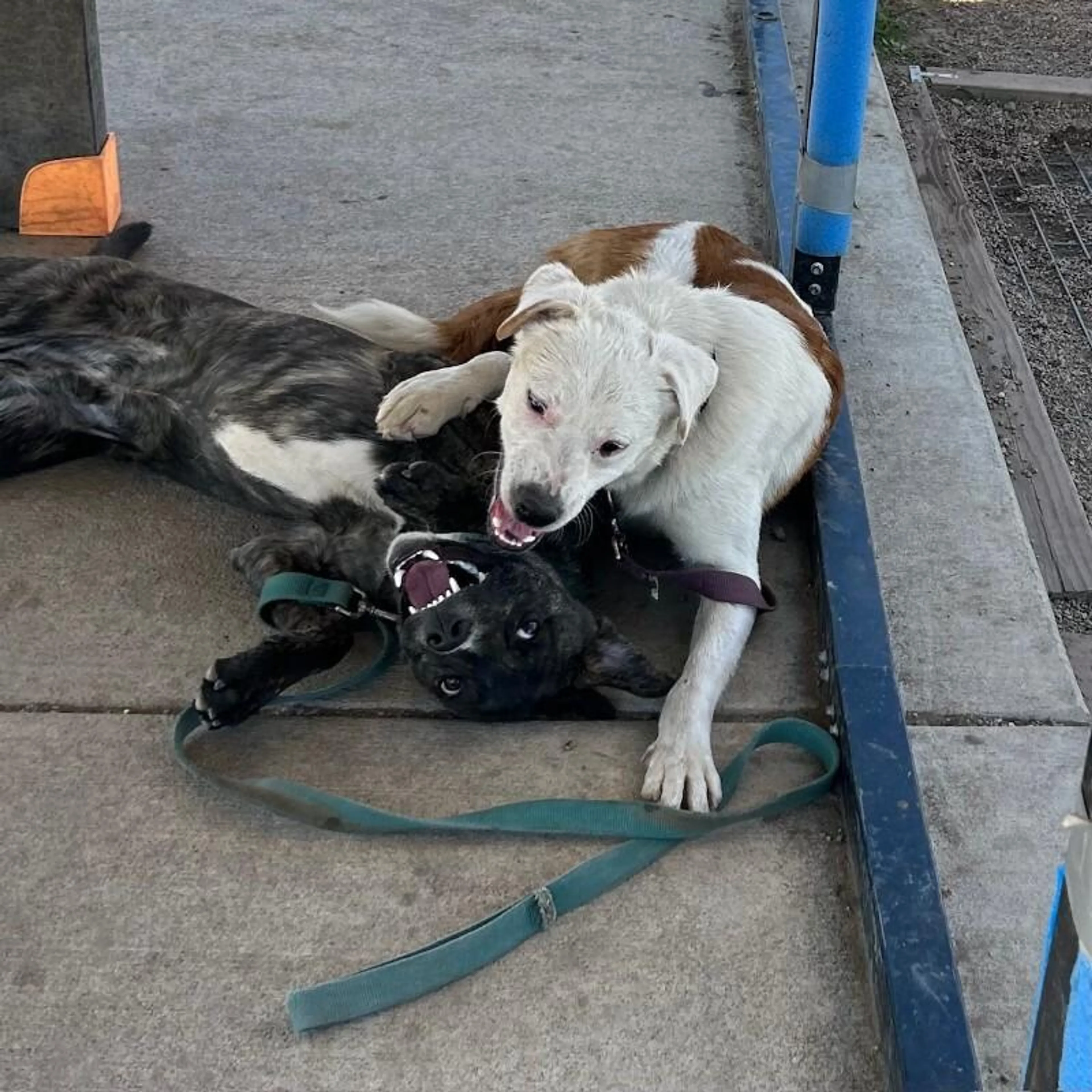 Found pet-1