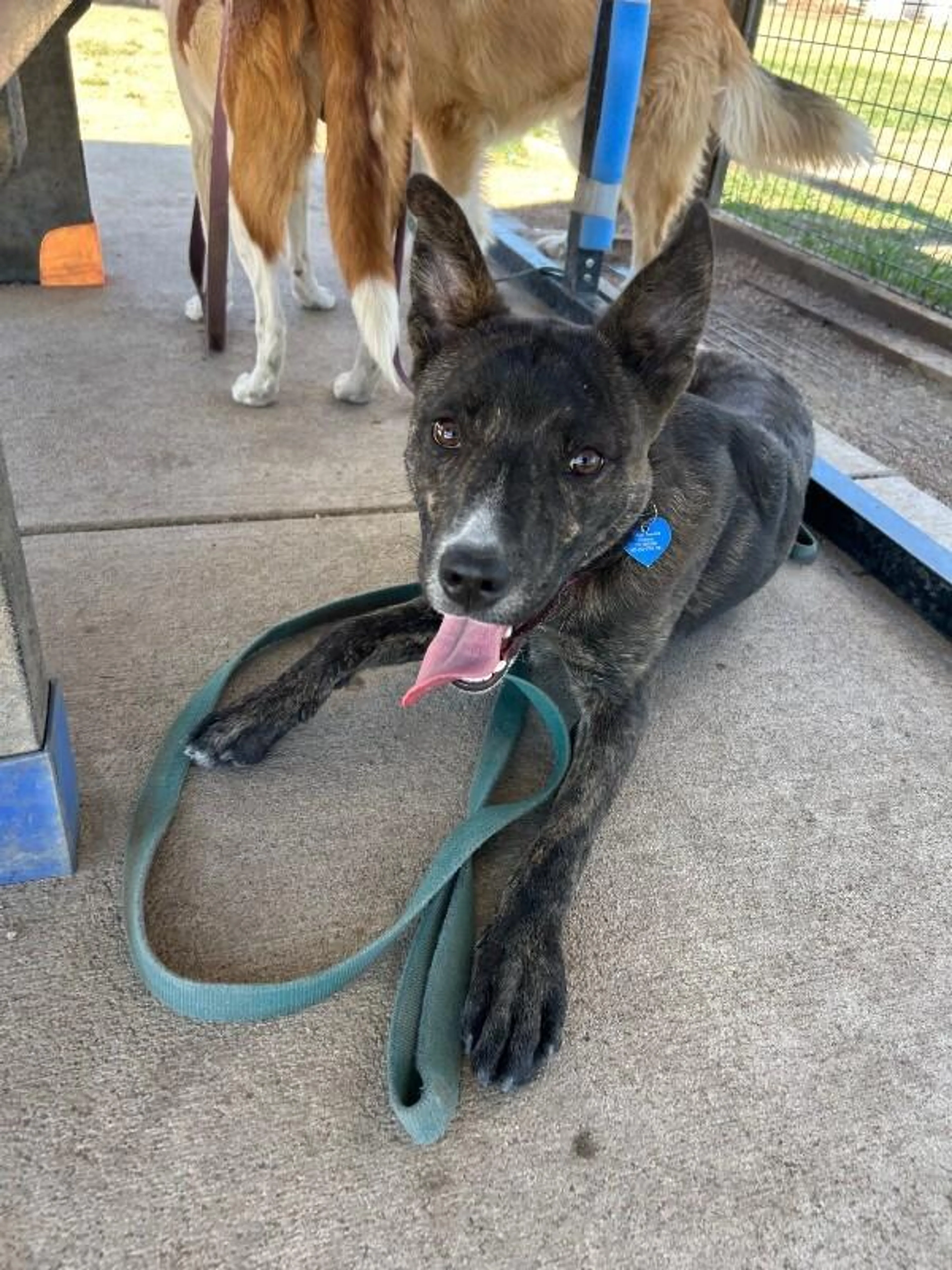 Found pet-4
