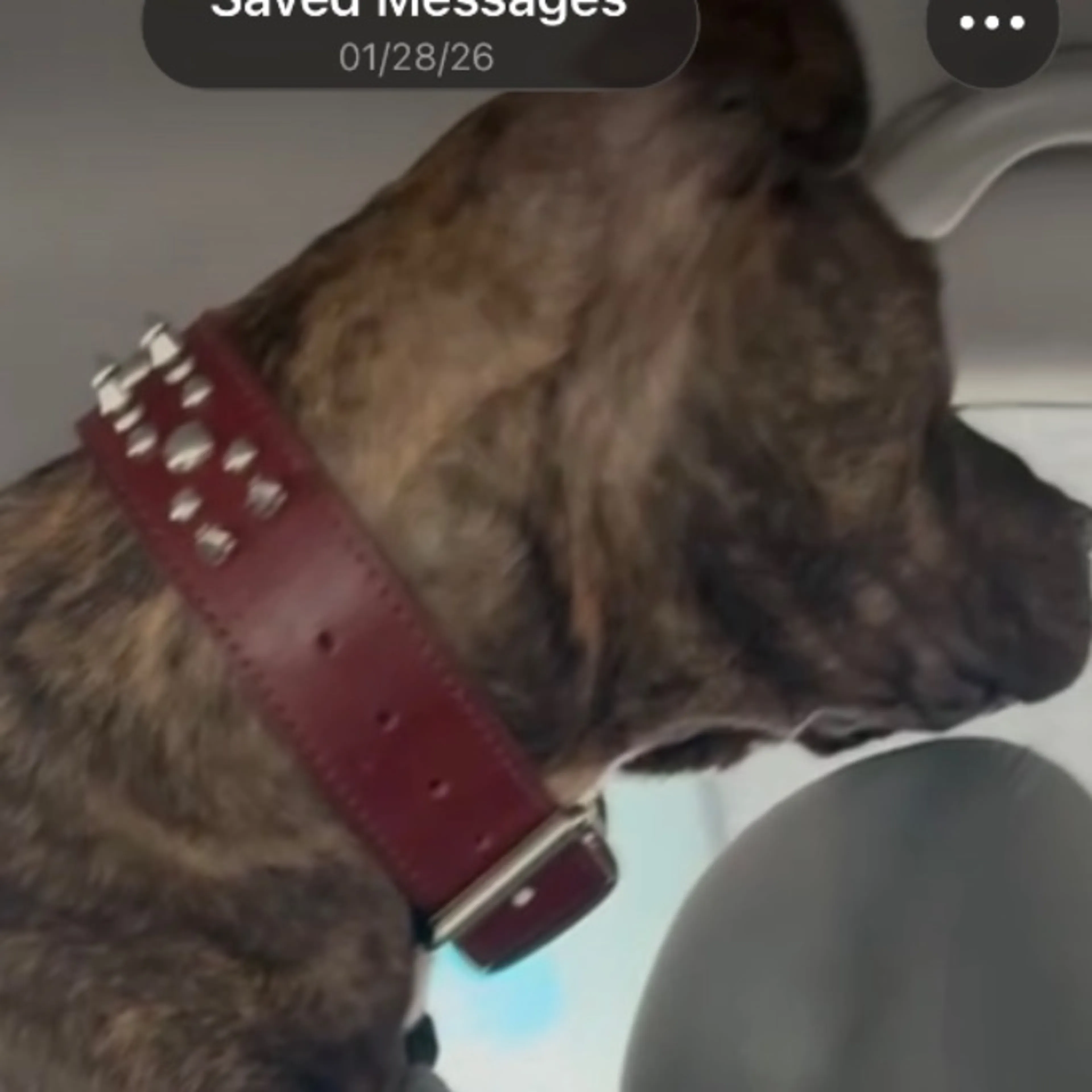 Lost pet