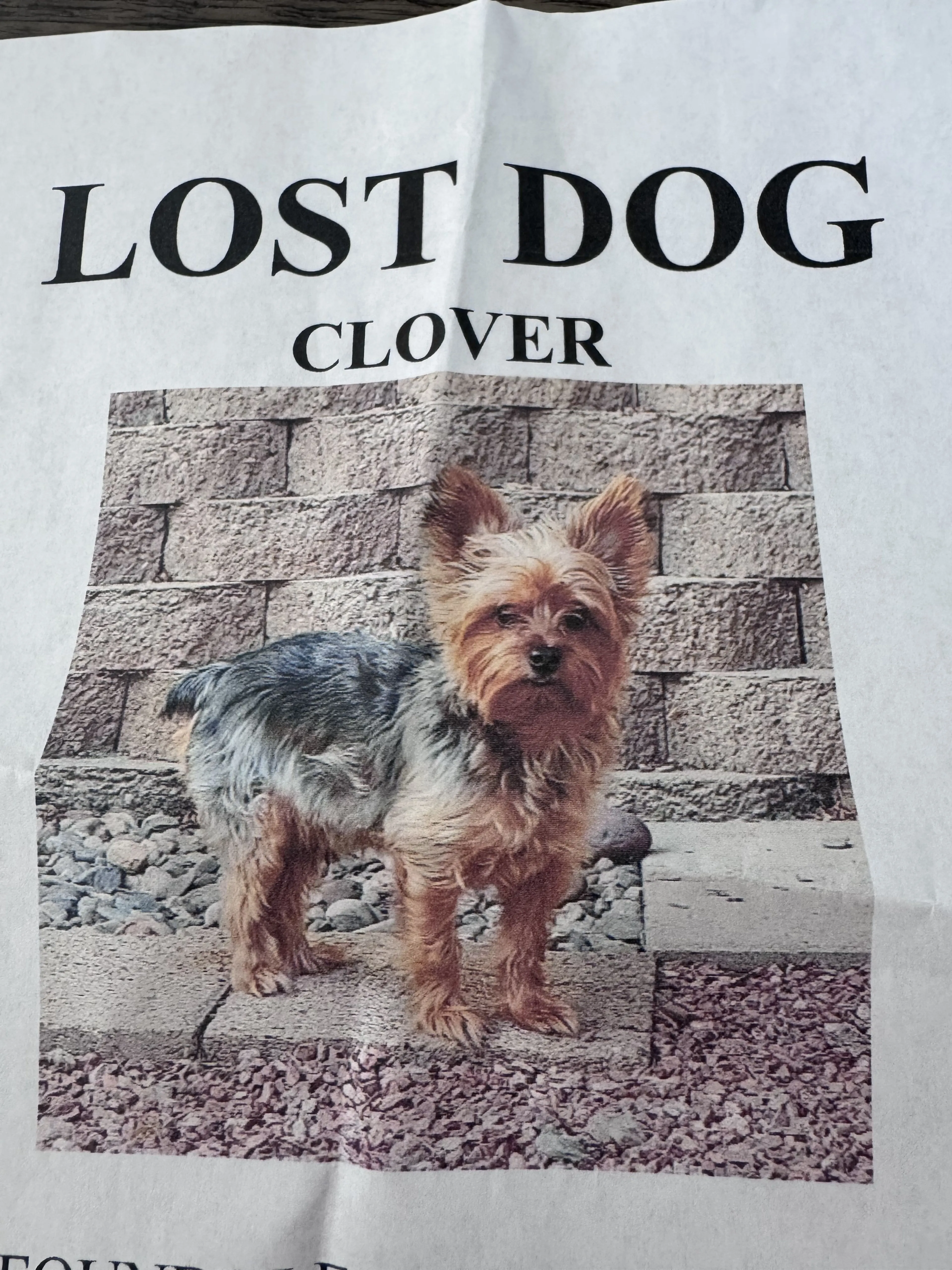 Lost pet
