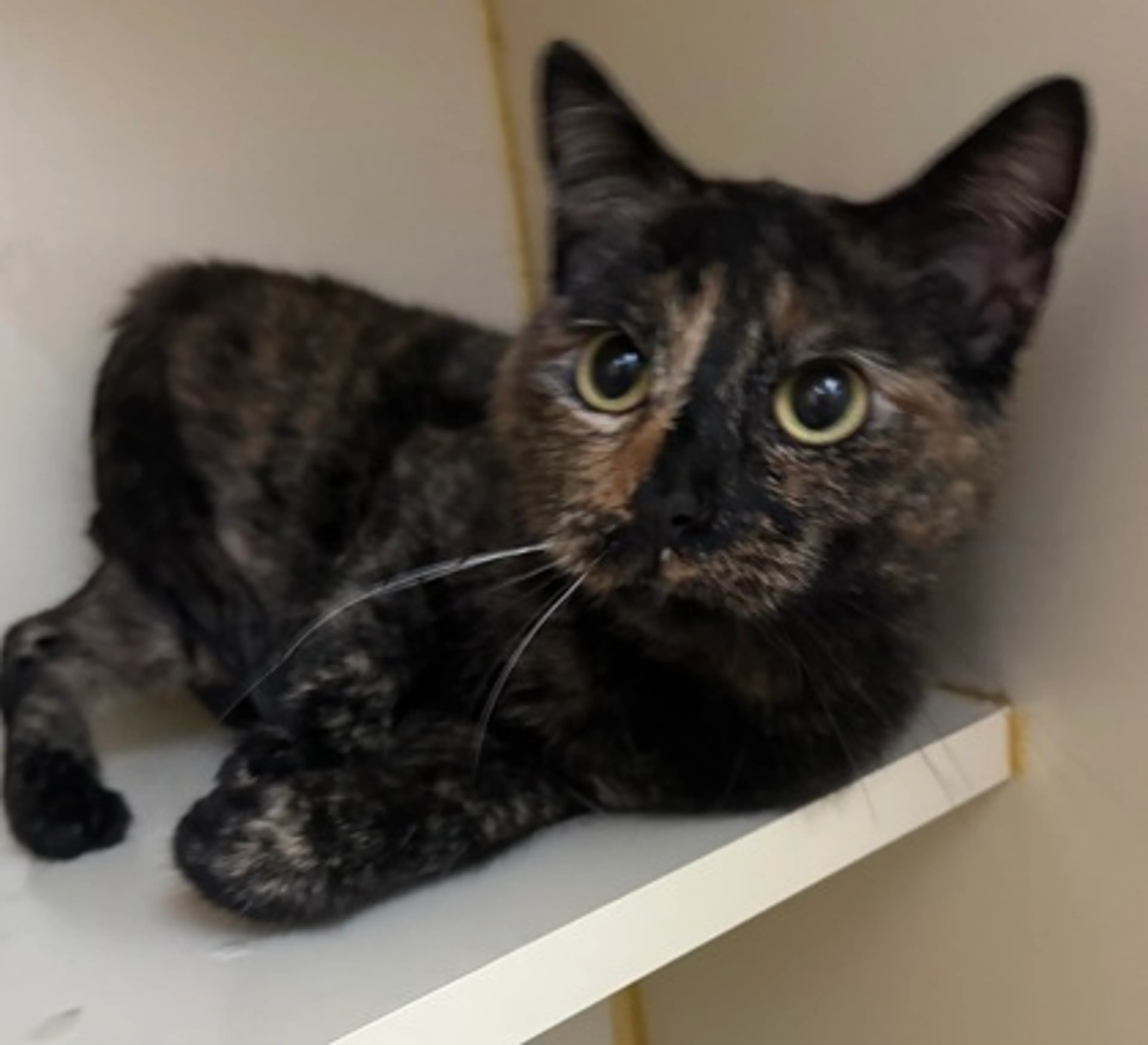 Found pet-1