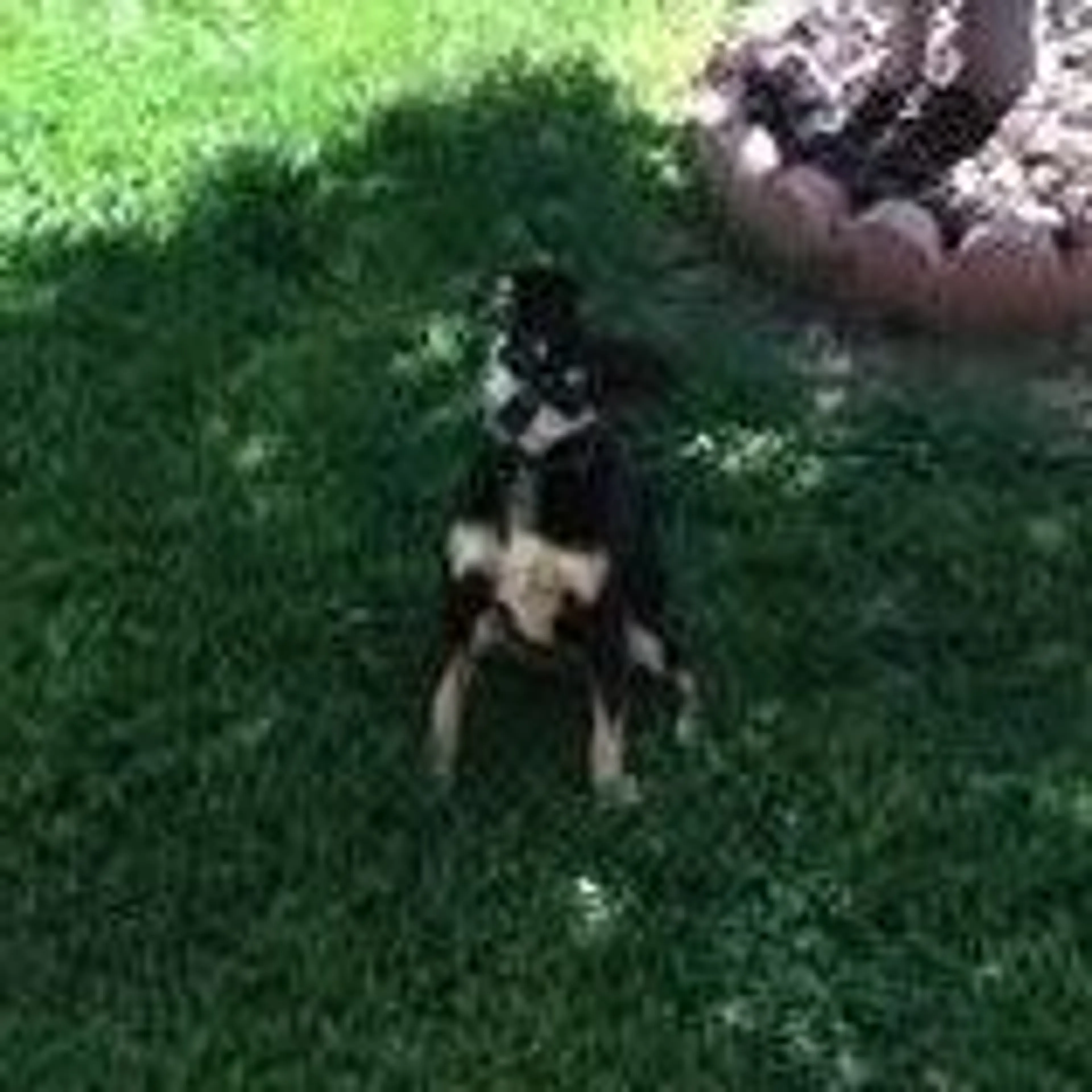 Lost pet