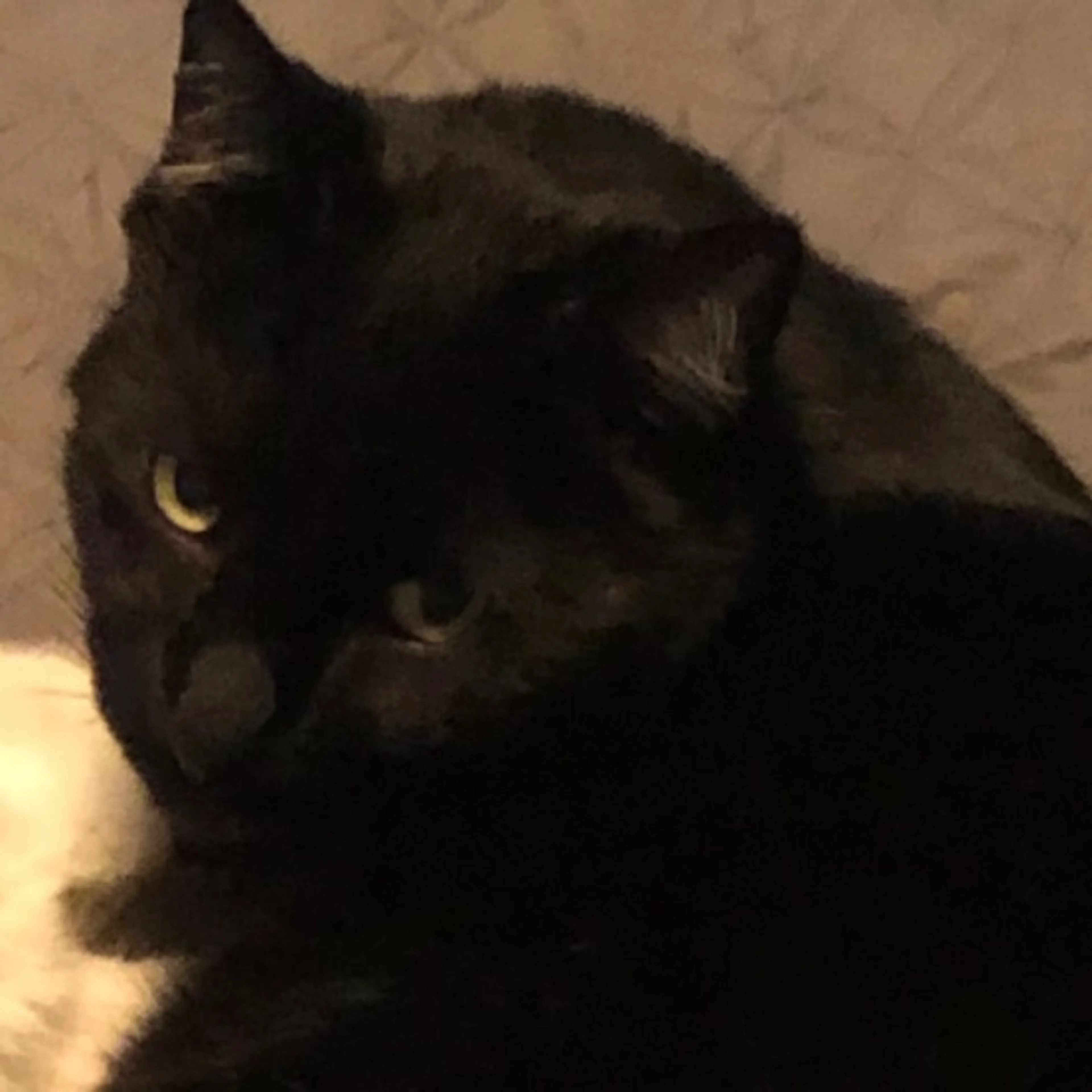 Lost pet