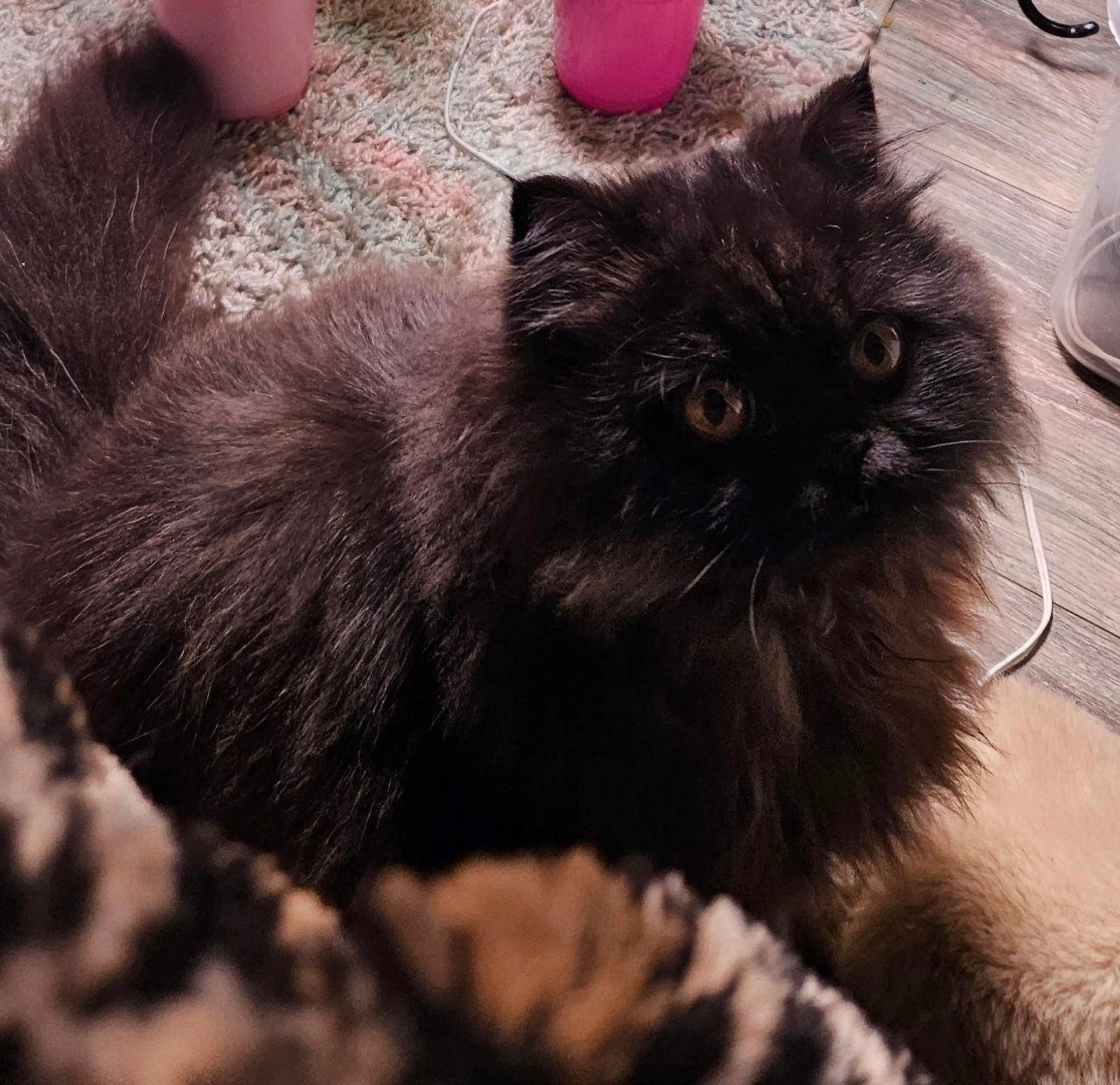 Lost pet