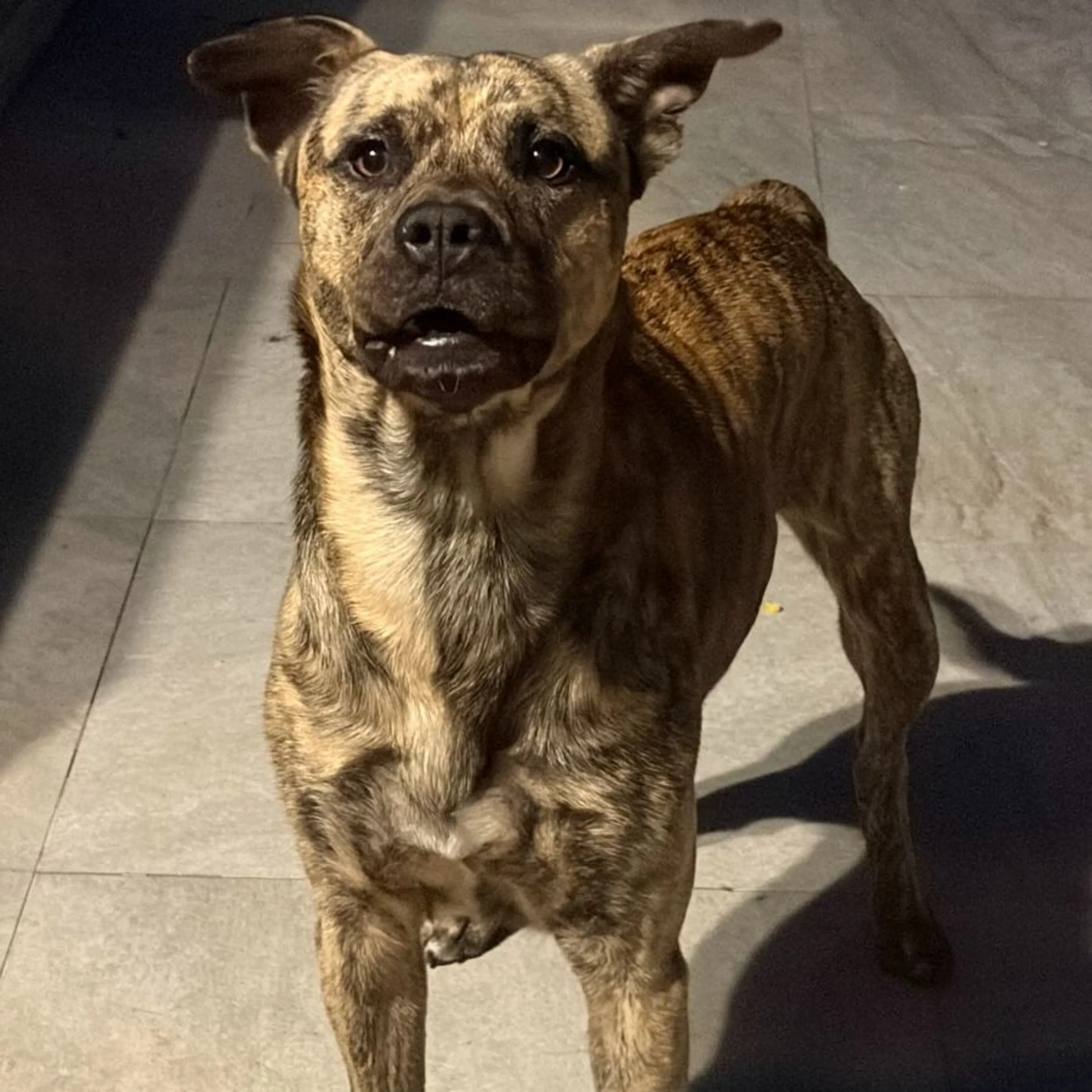 Found pet