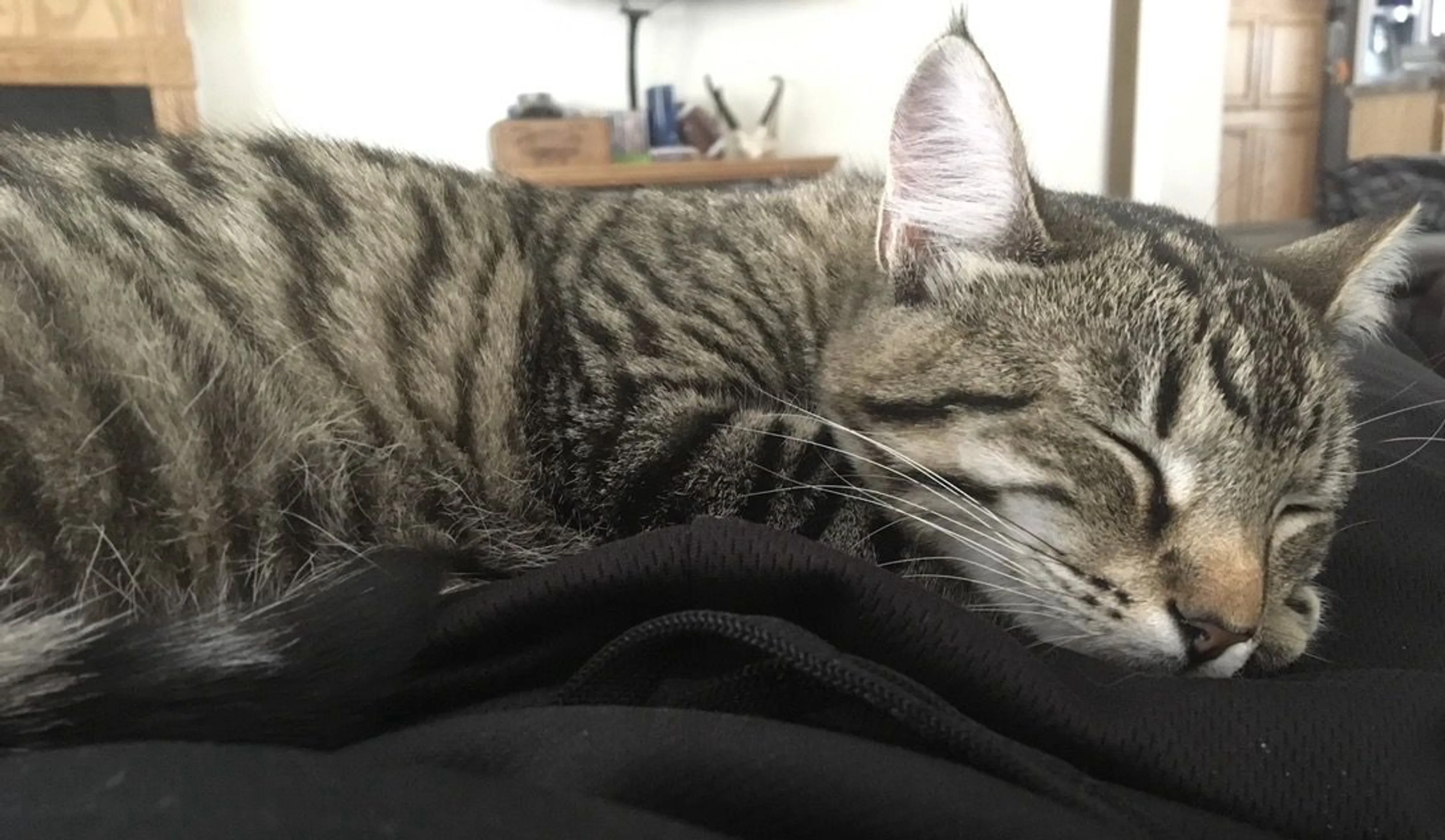 Lost pet-1