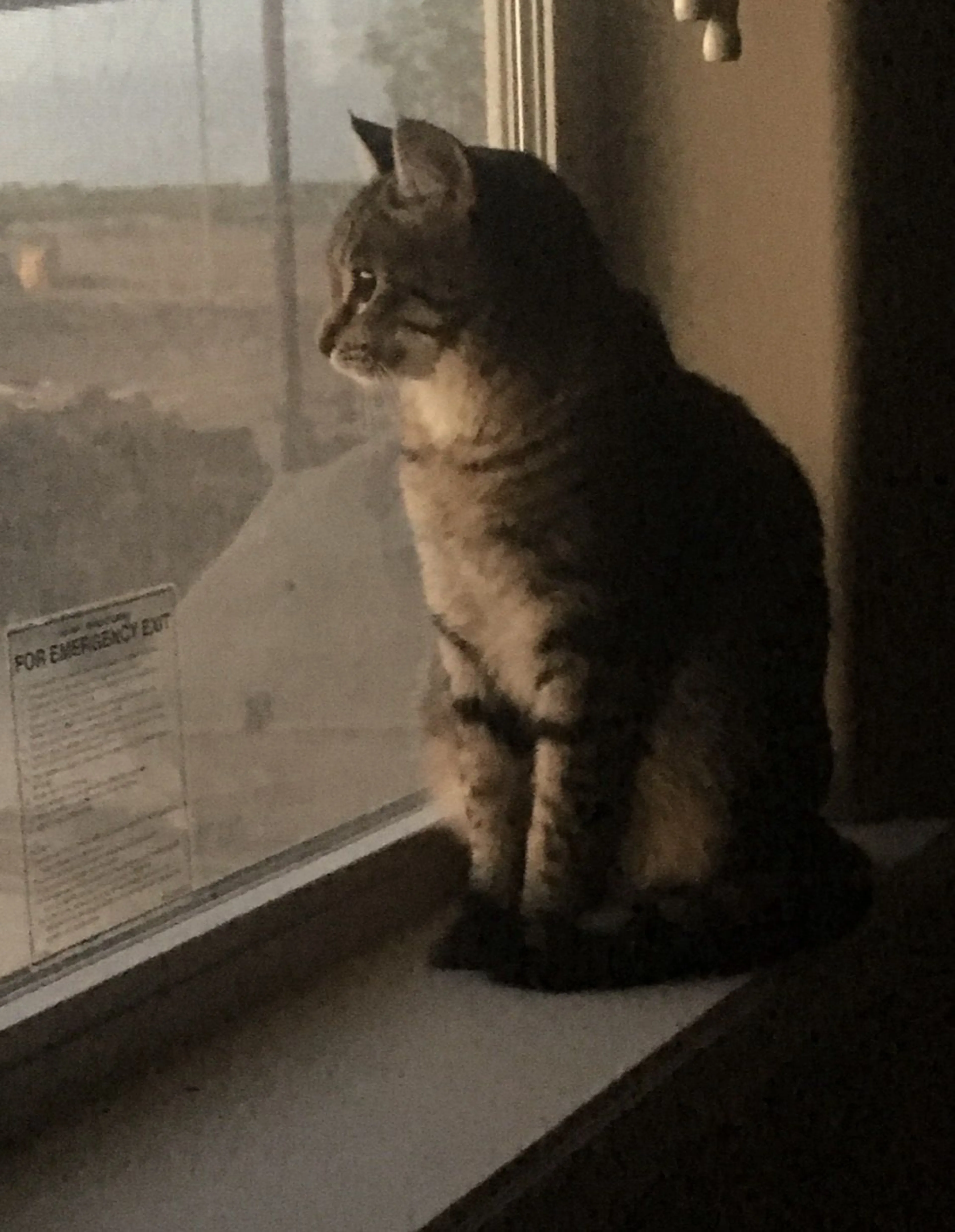 Lost pet-0