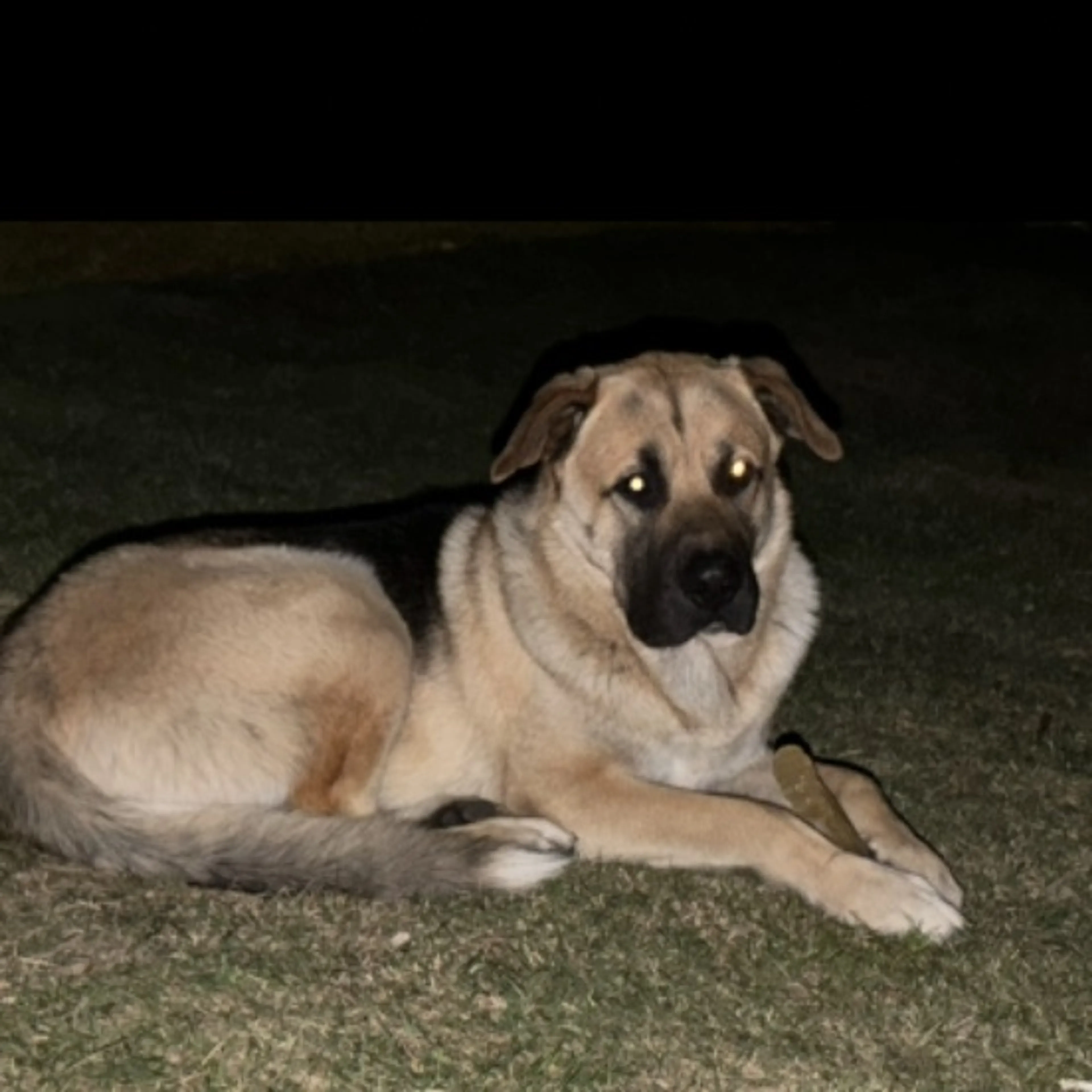 Lost pet-0
