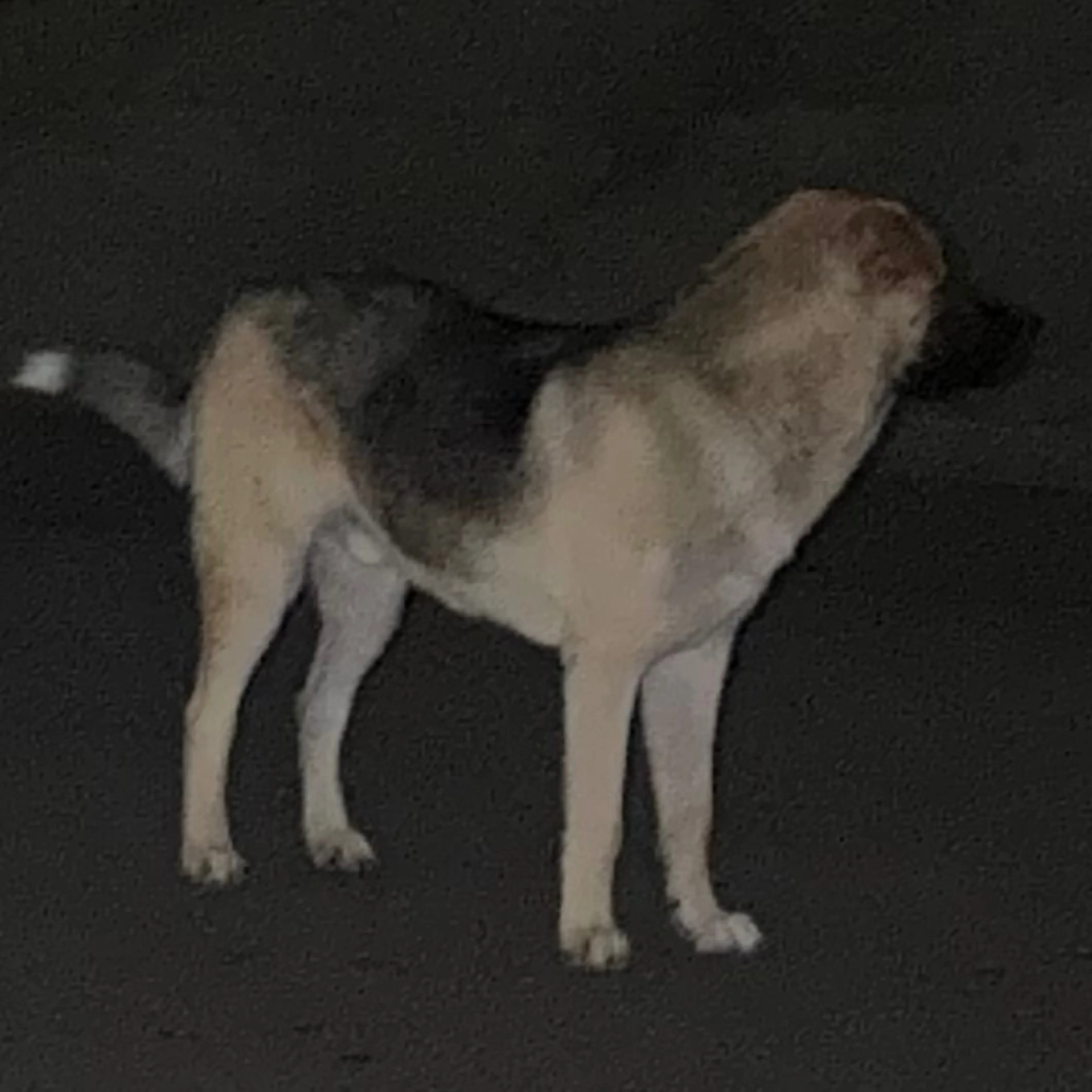 Lost pet-1