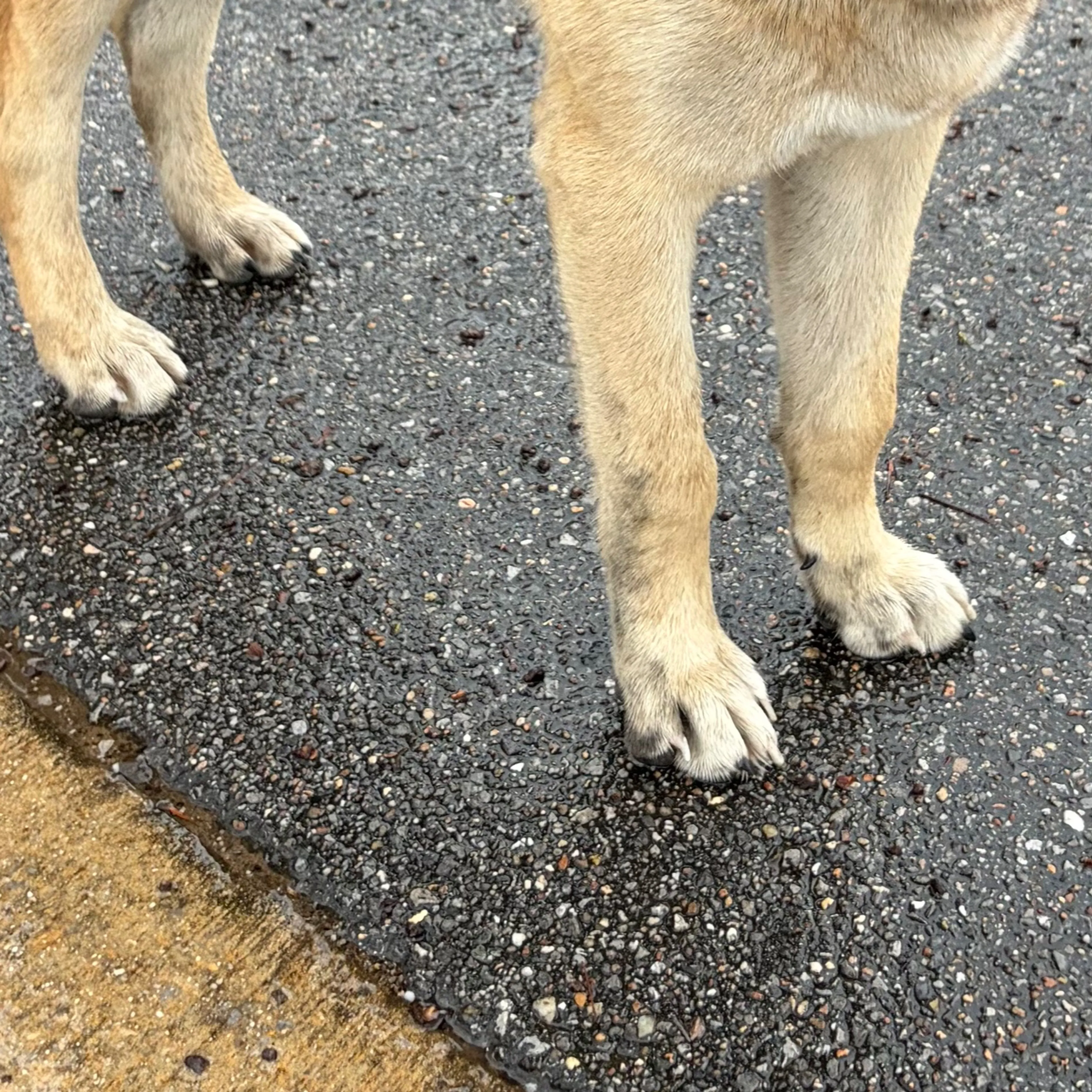 Lost pet-3