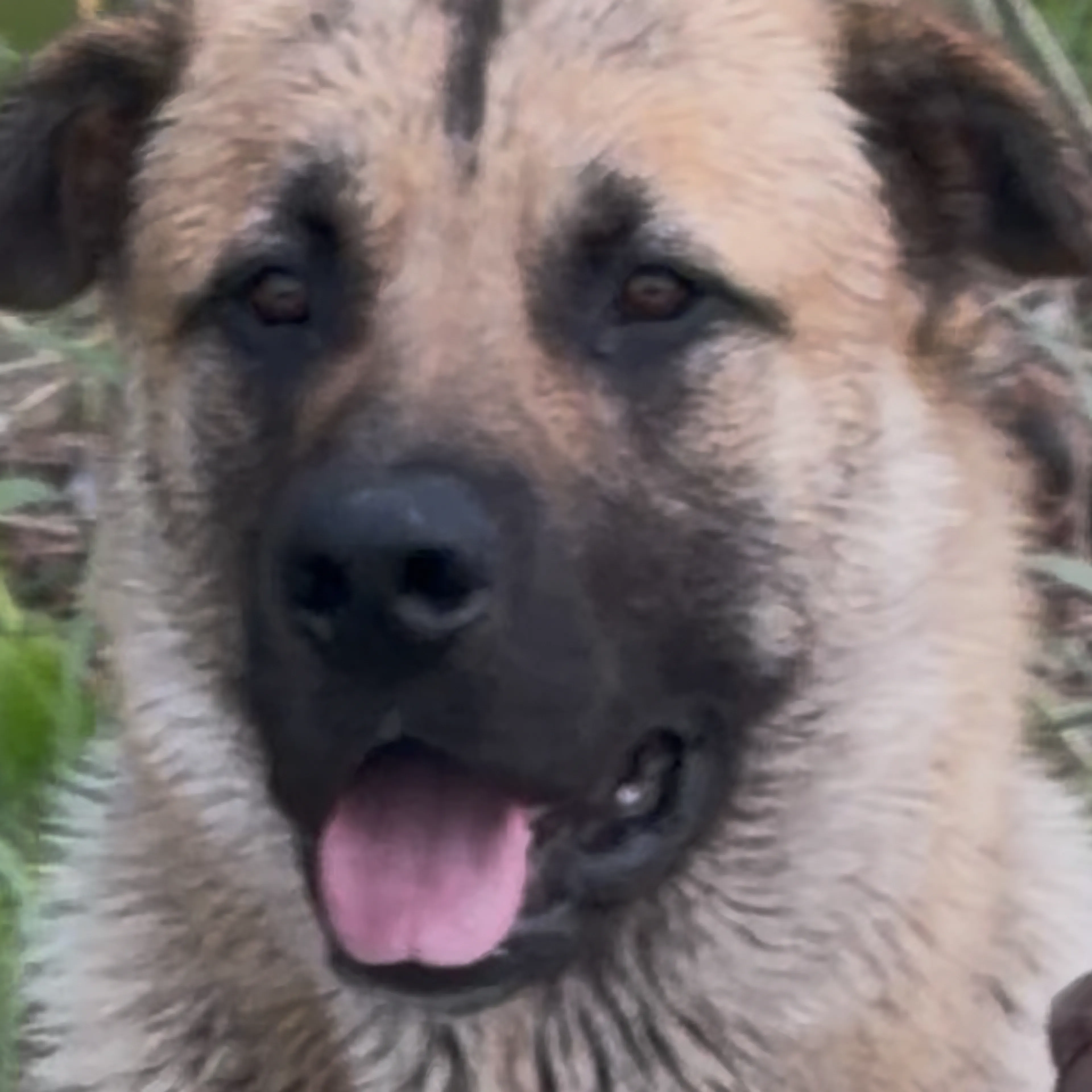 Lost pet-2