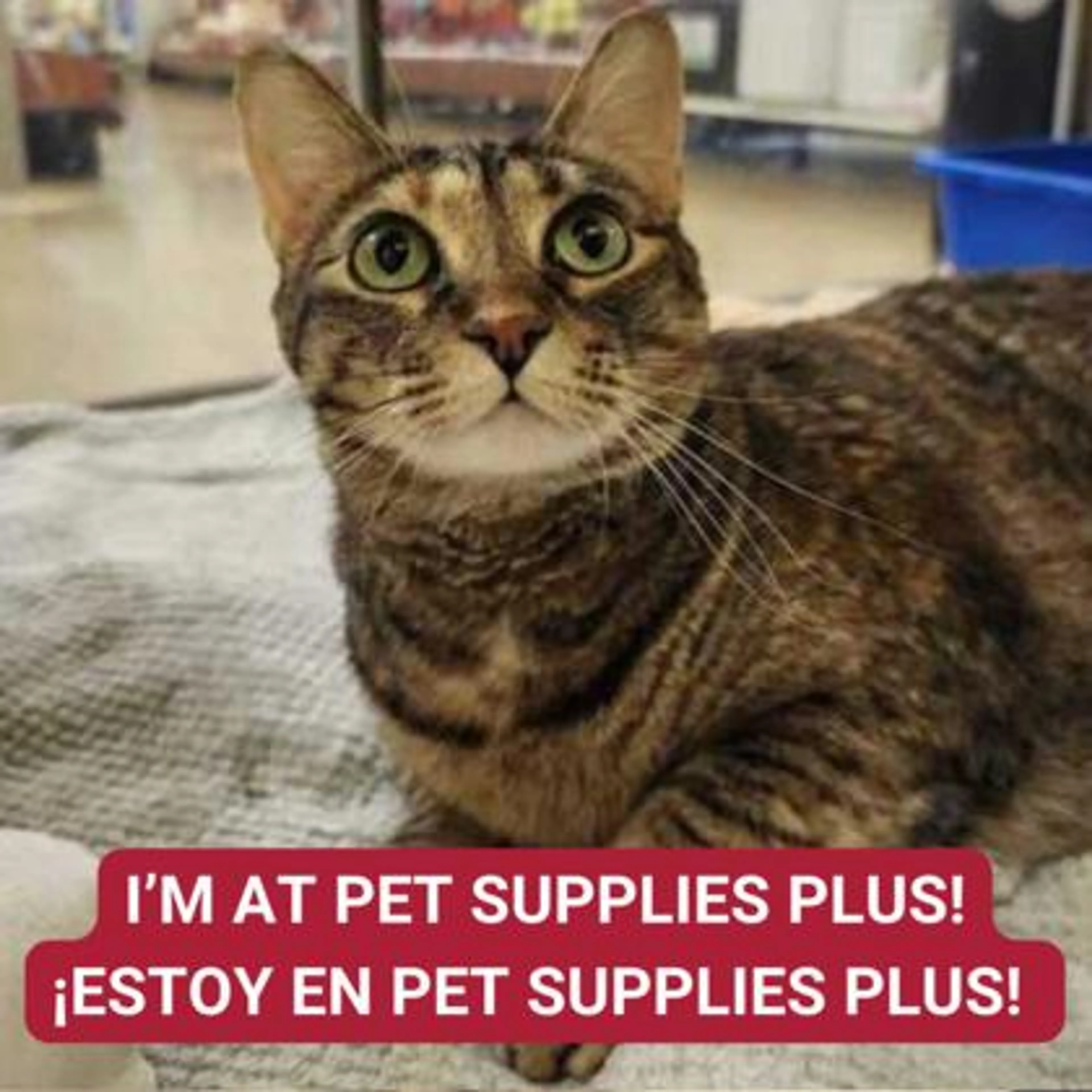 Found pet-0