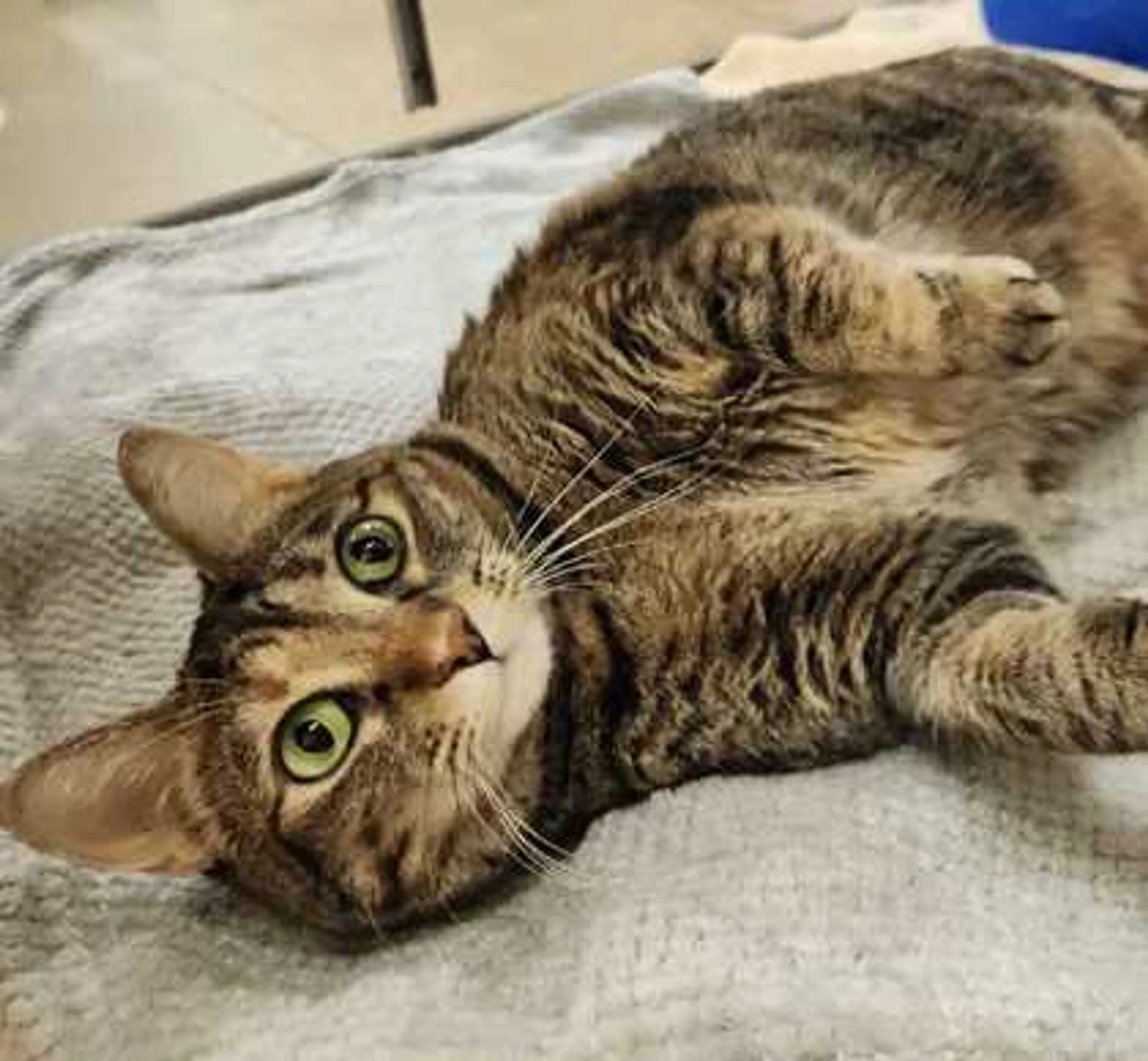 Found pet-1