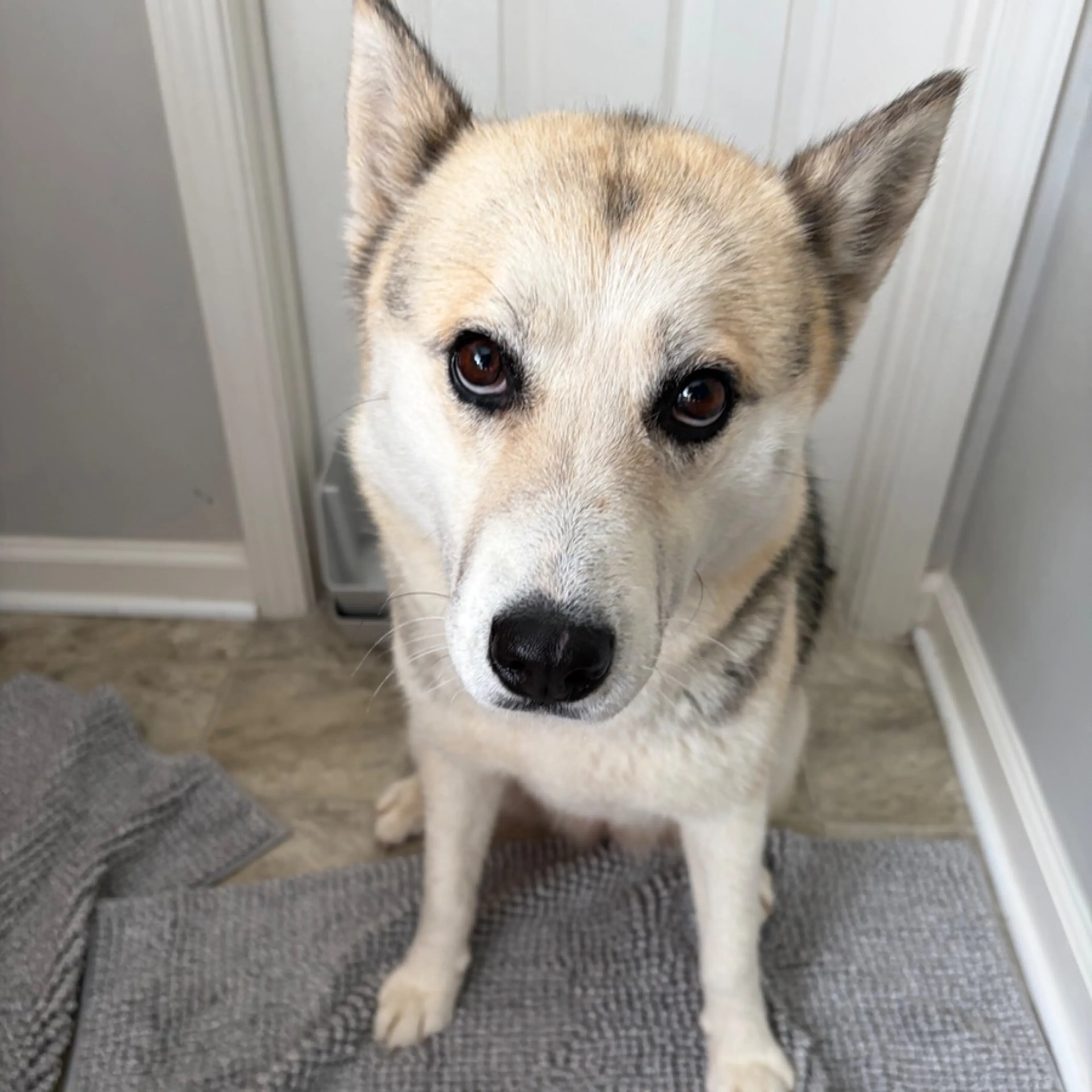 Found pet