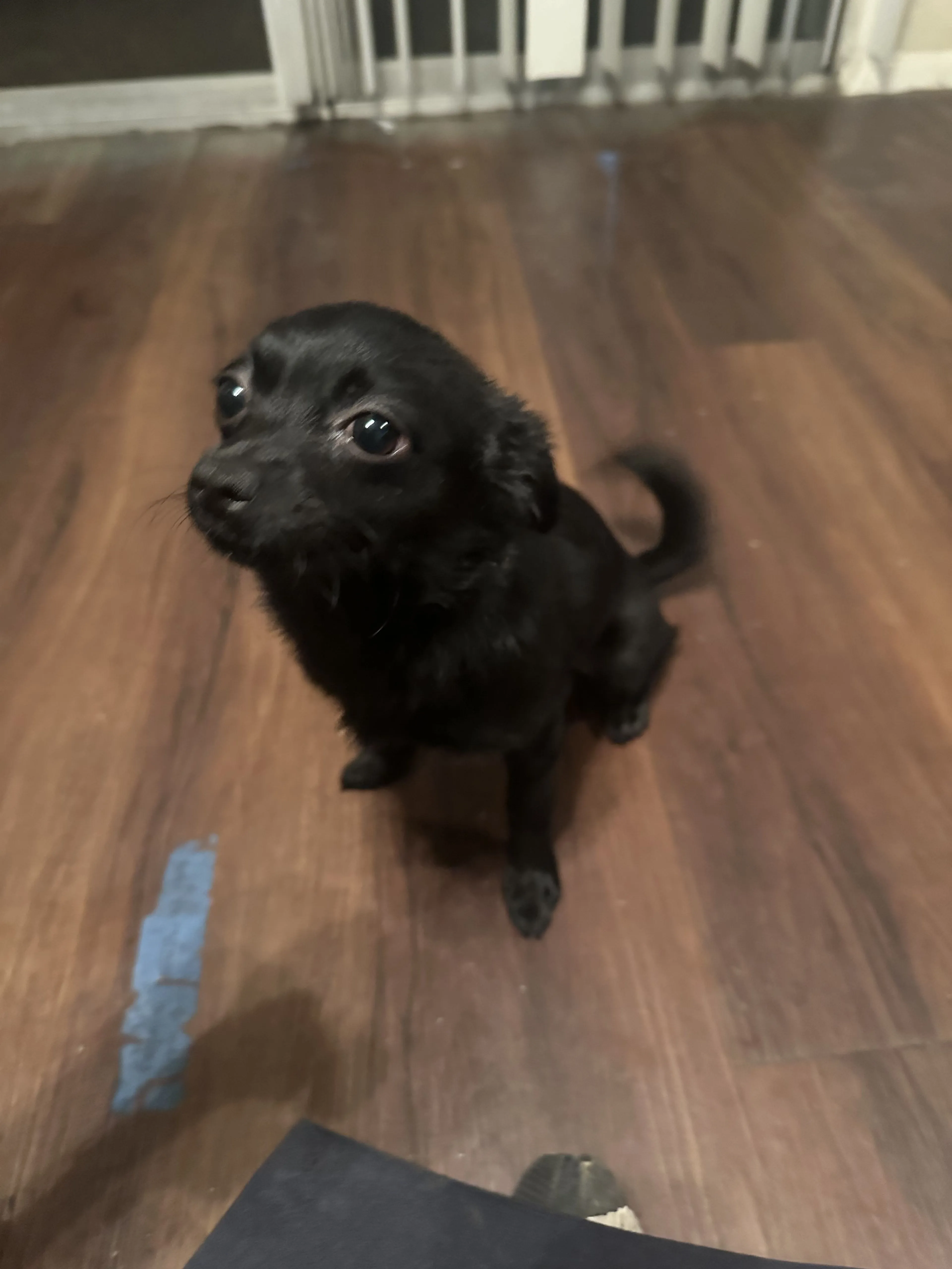 Lost pet-0