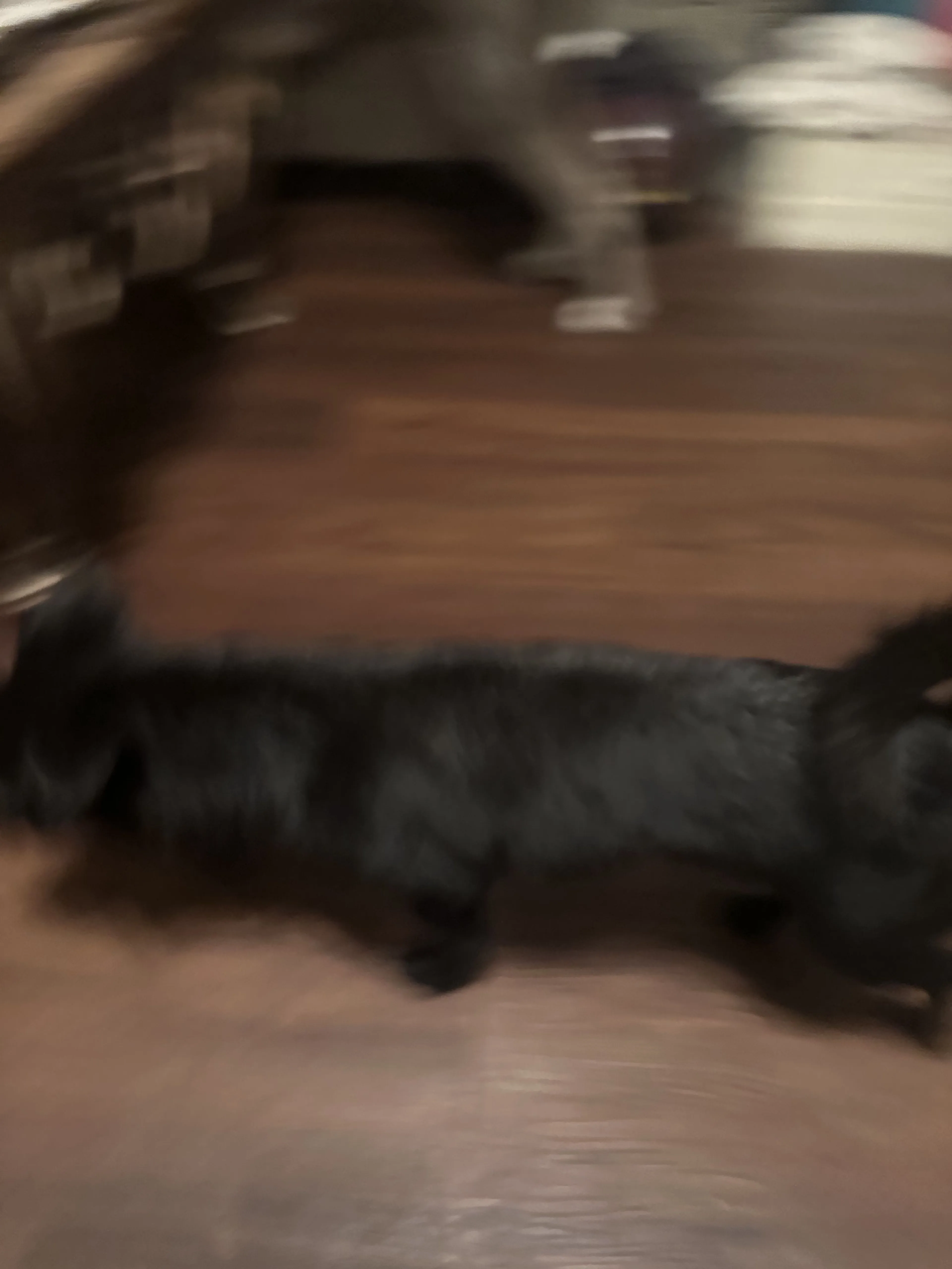 Lost pet-2