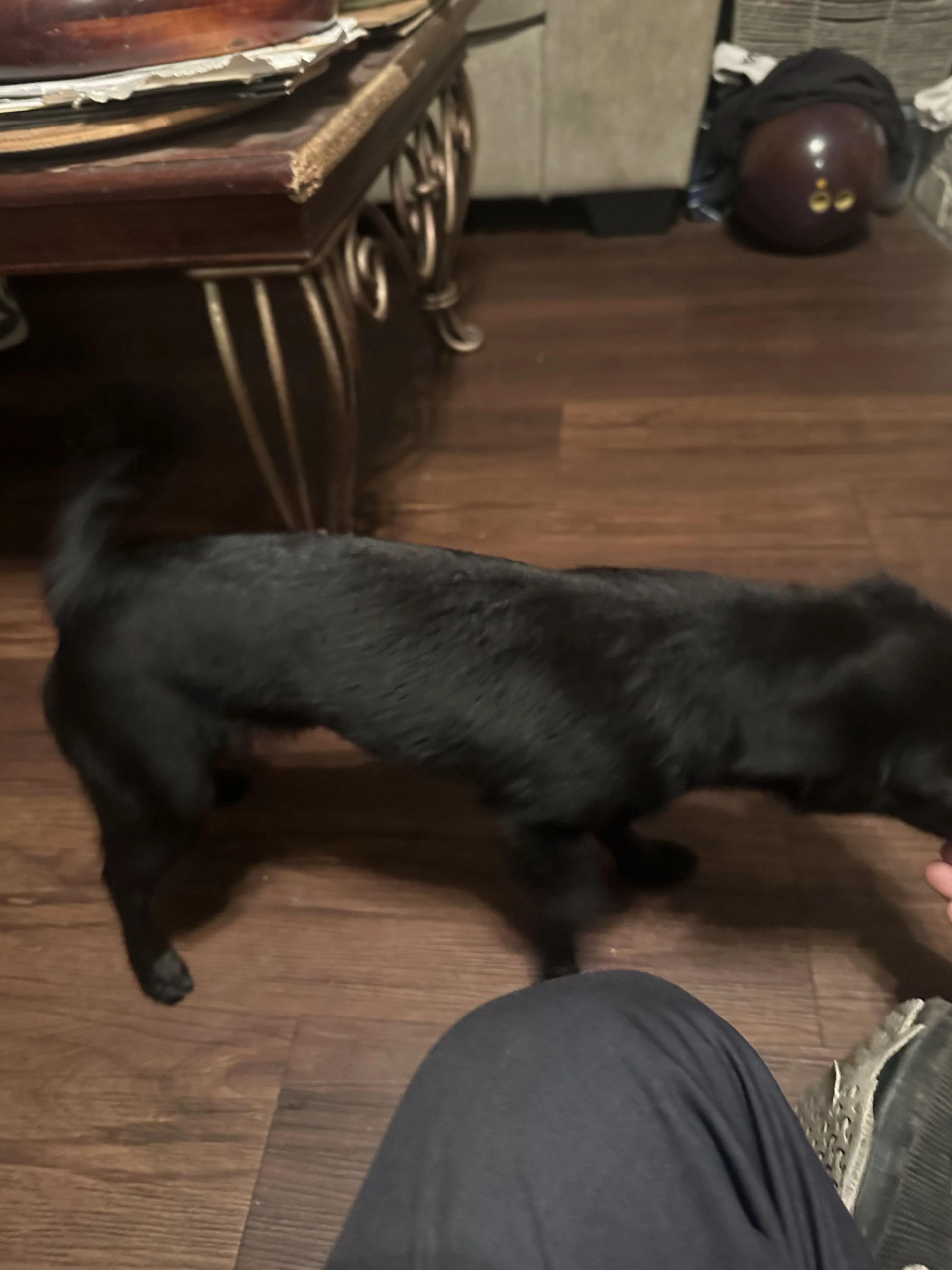 Lost pet-1