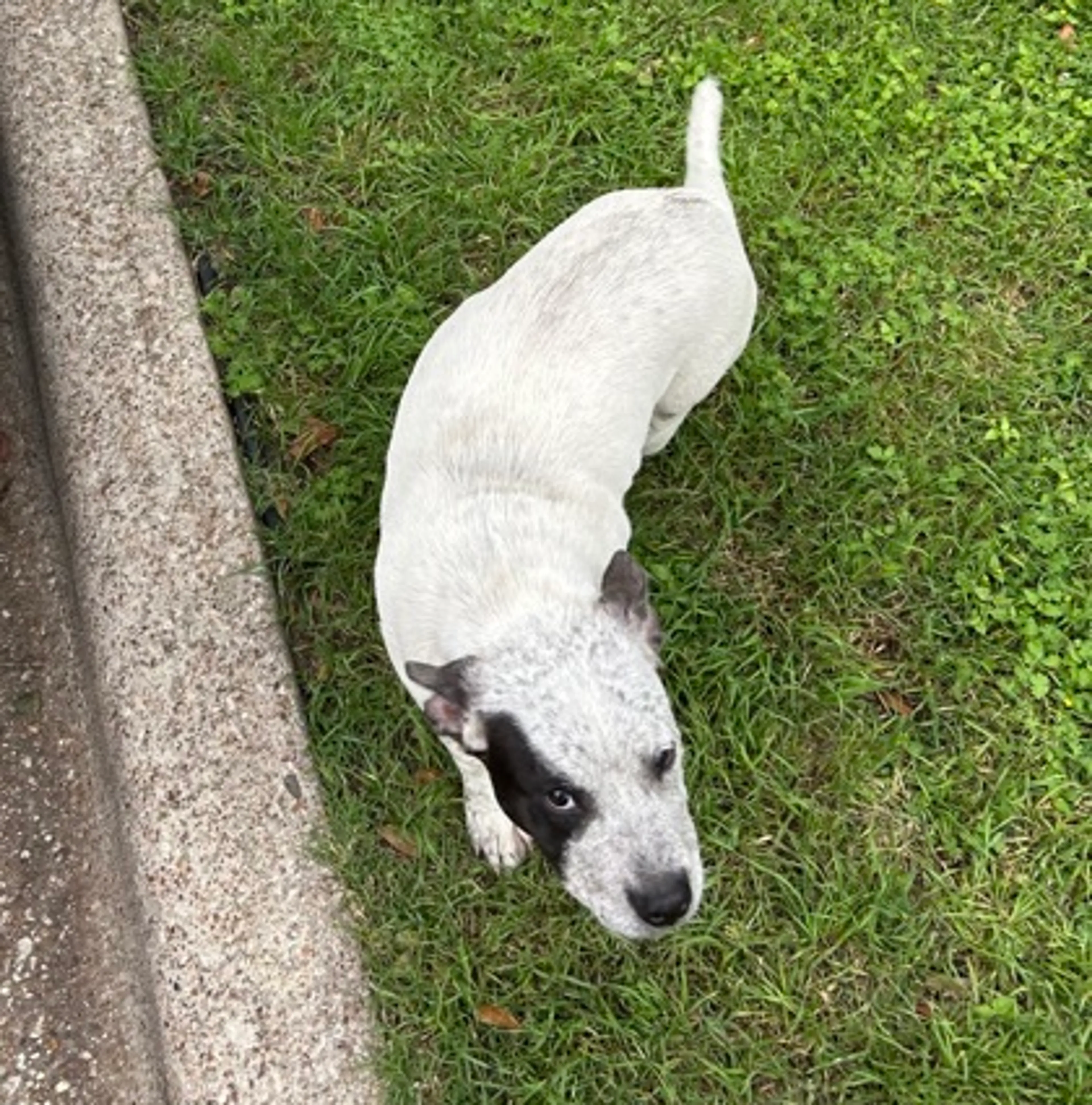 Found pet