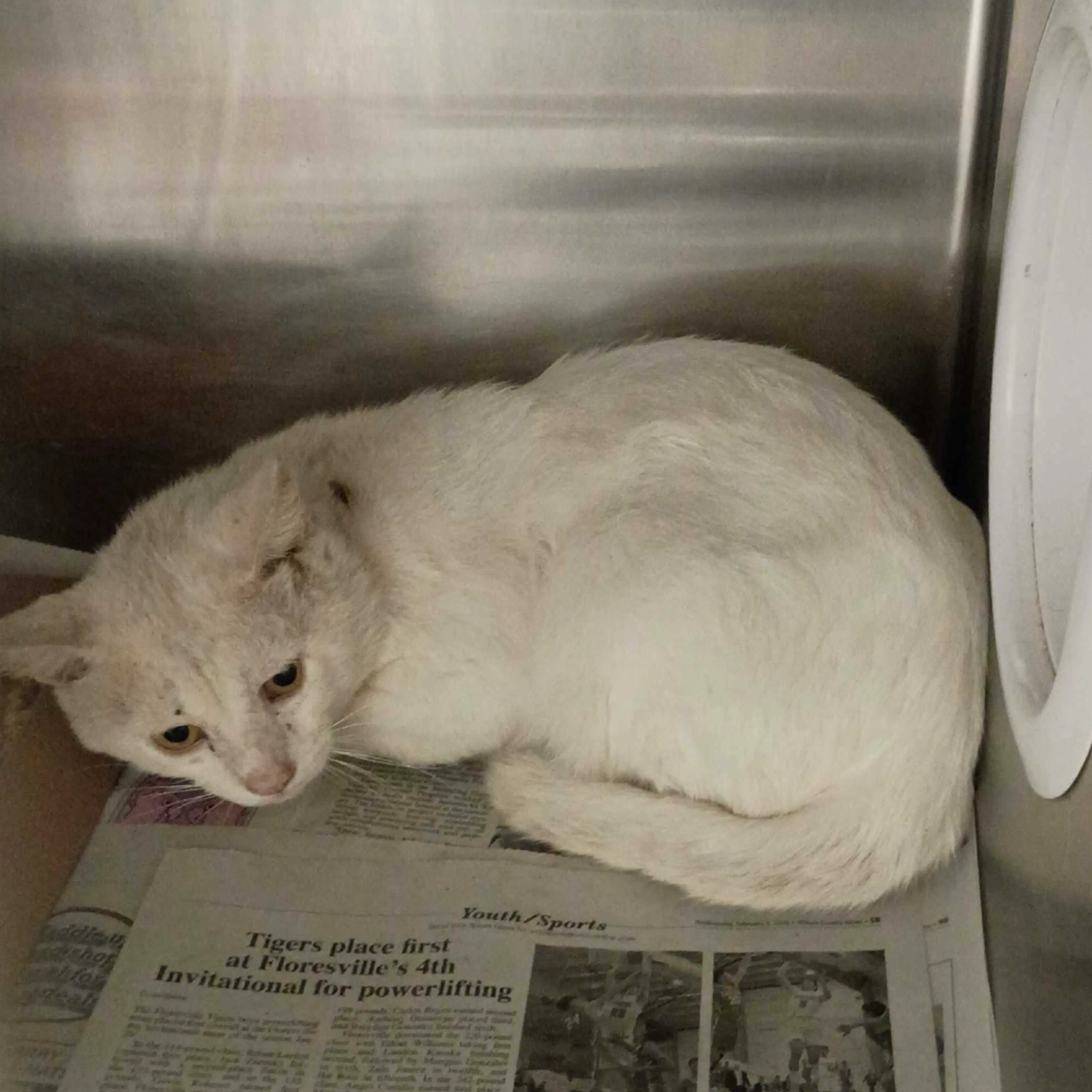 Found pet