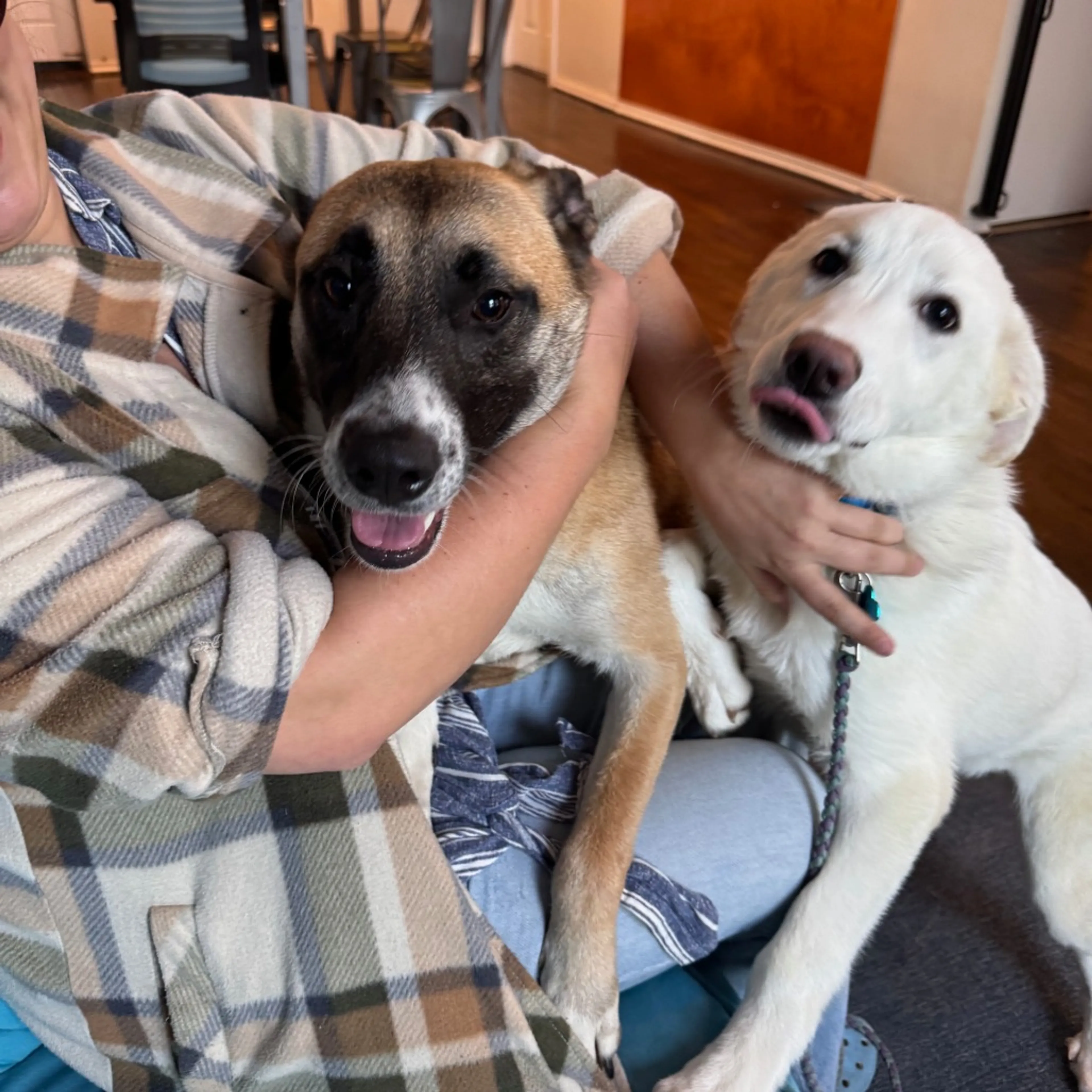 Found pet-2