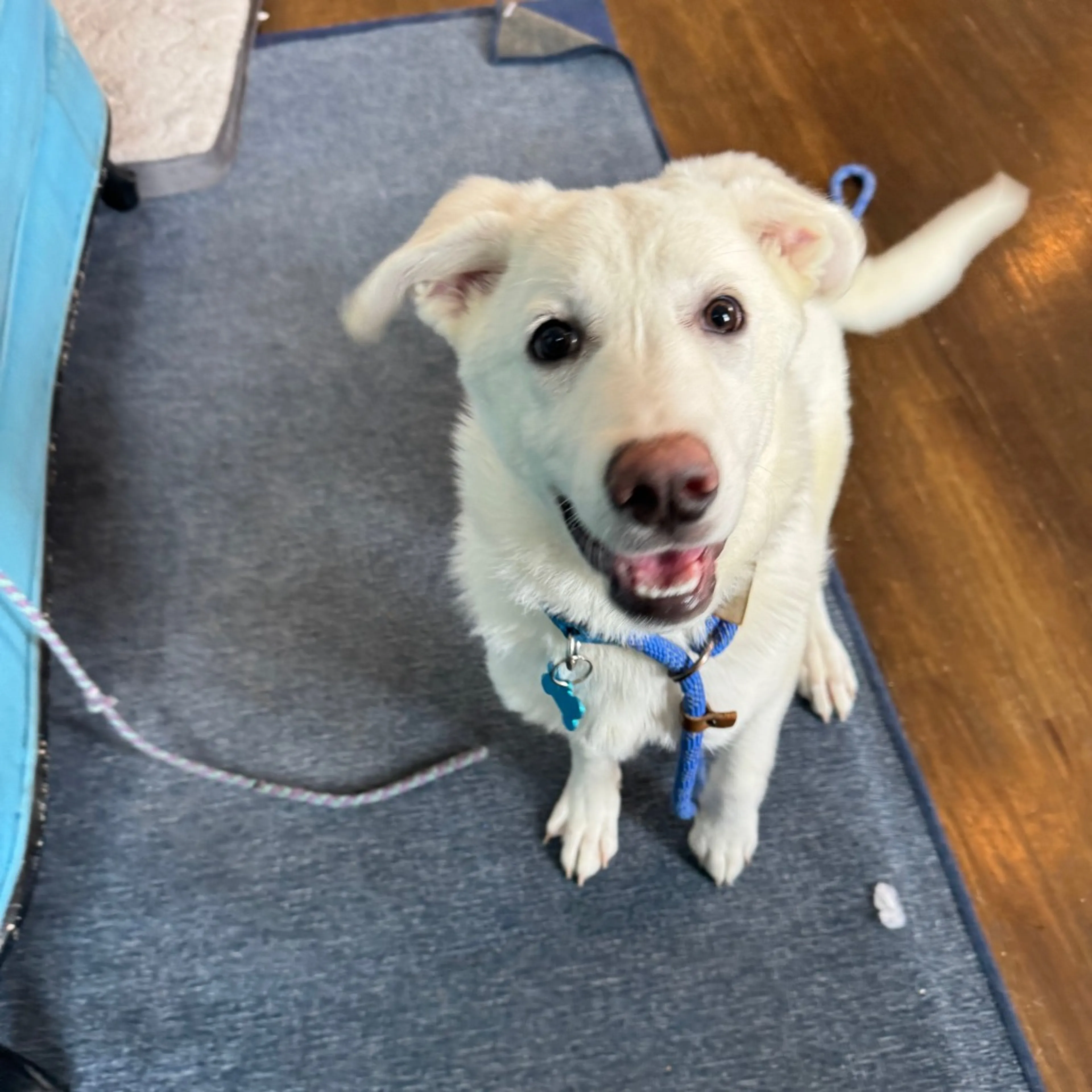 Found pet-5