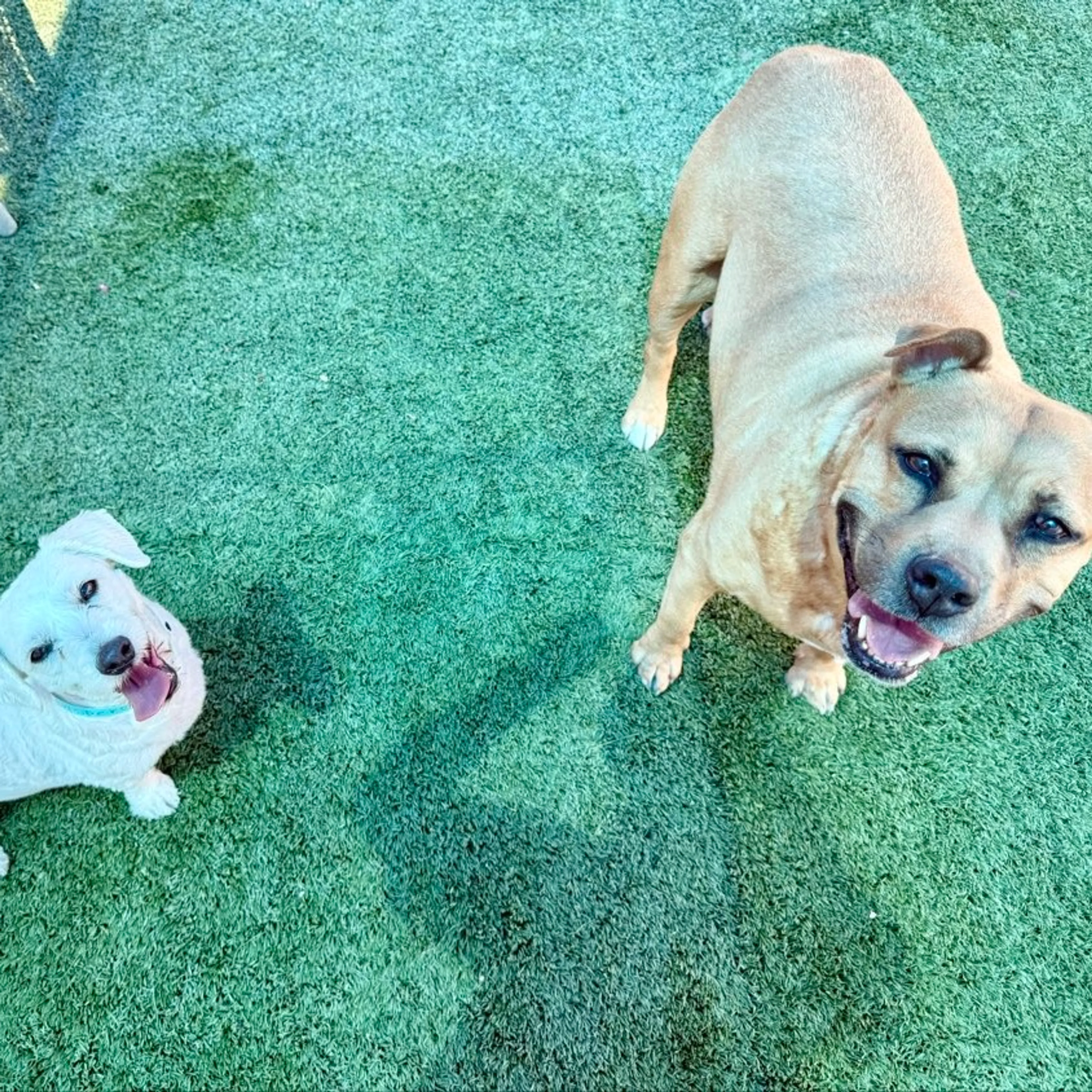 Found pet-11