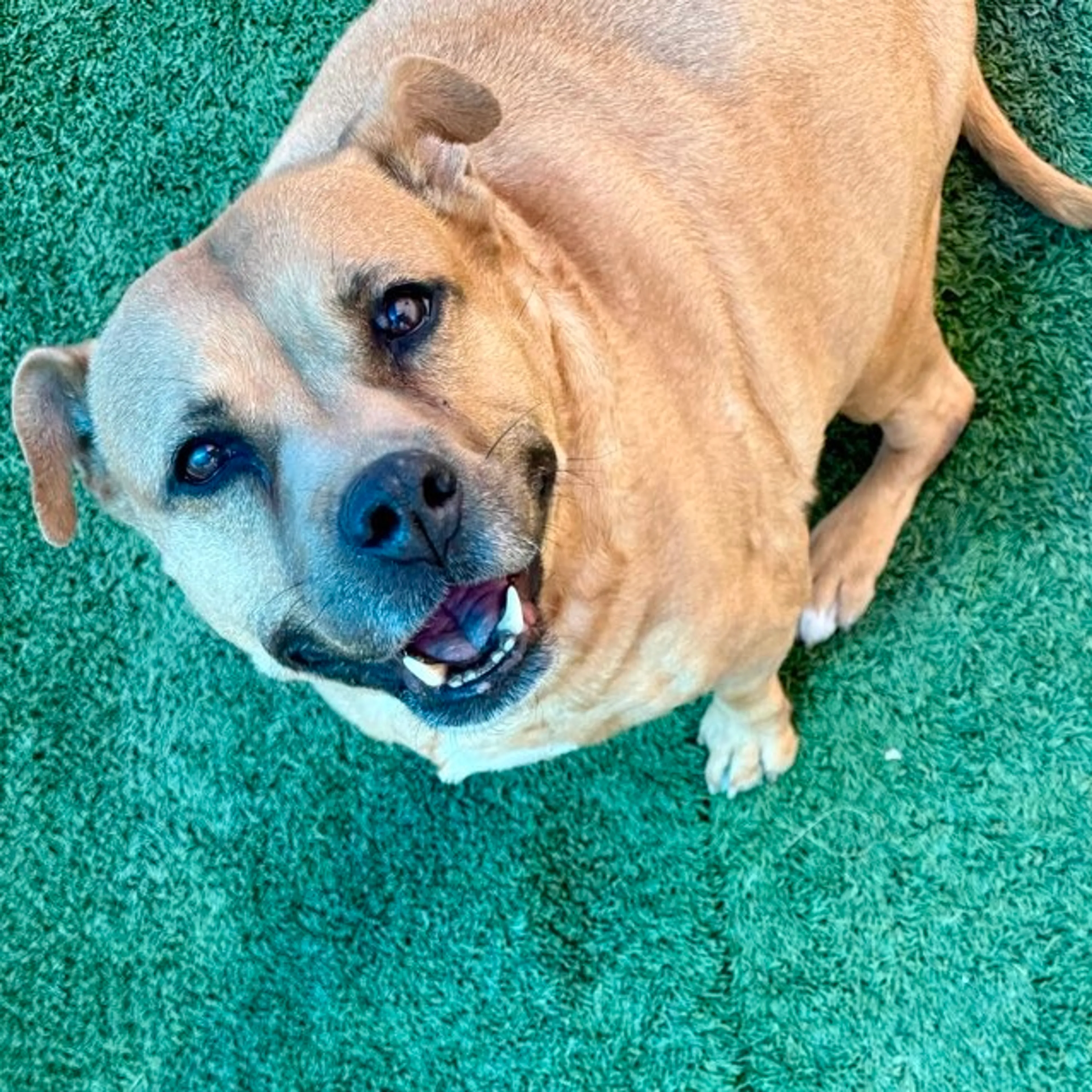 Found pet-22