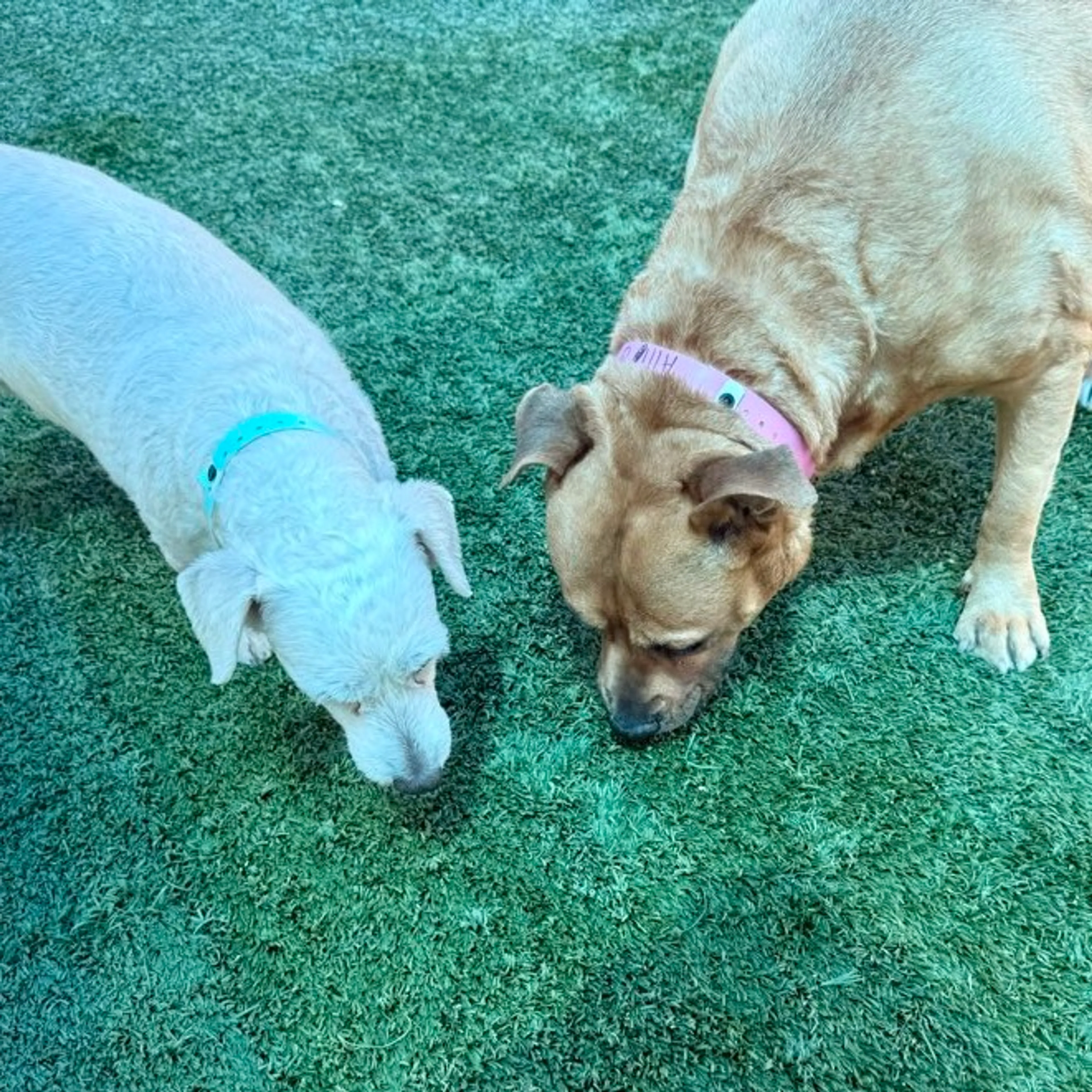 Found pet-9