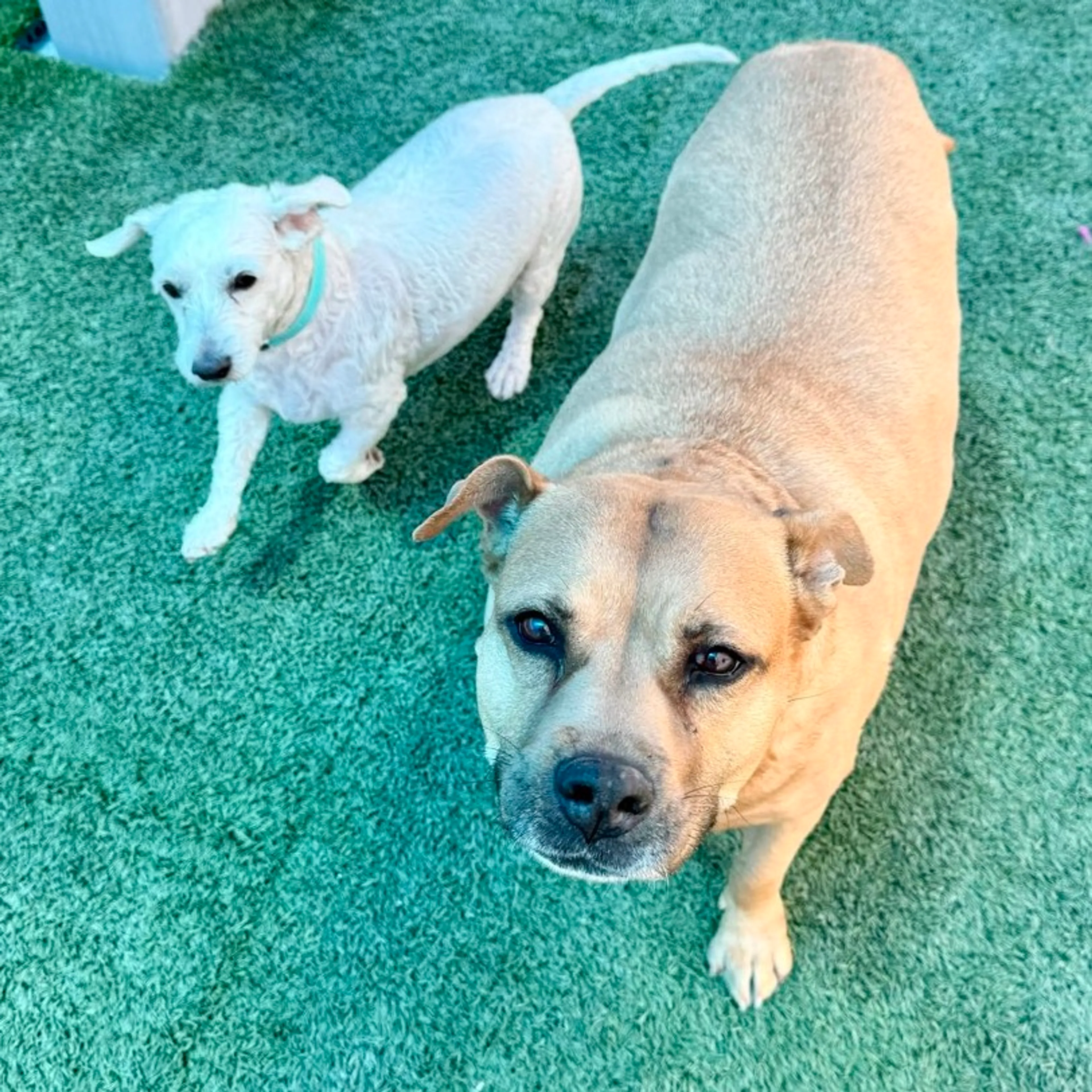 Found pet-21