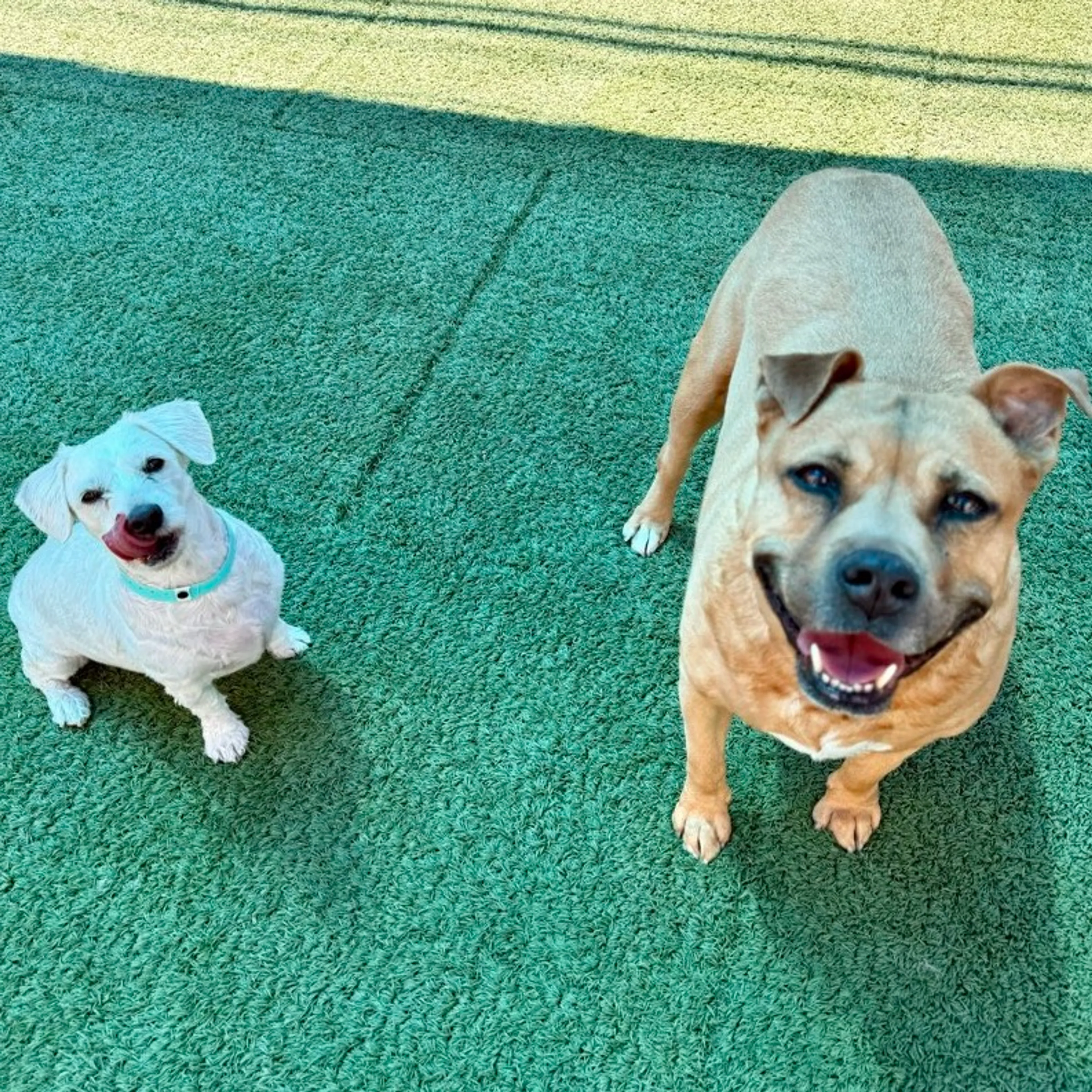 Found pet-18