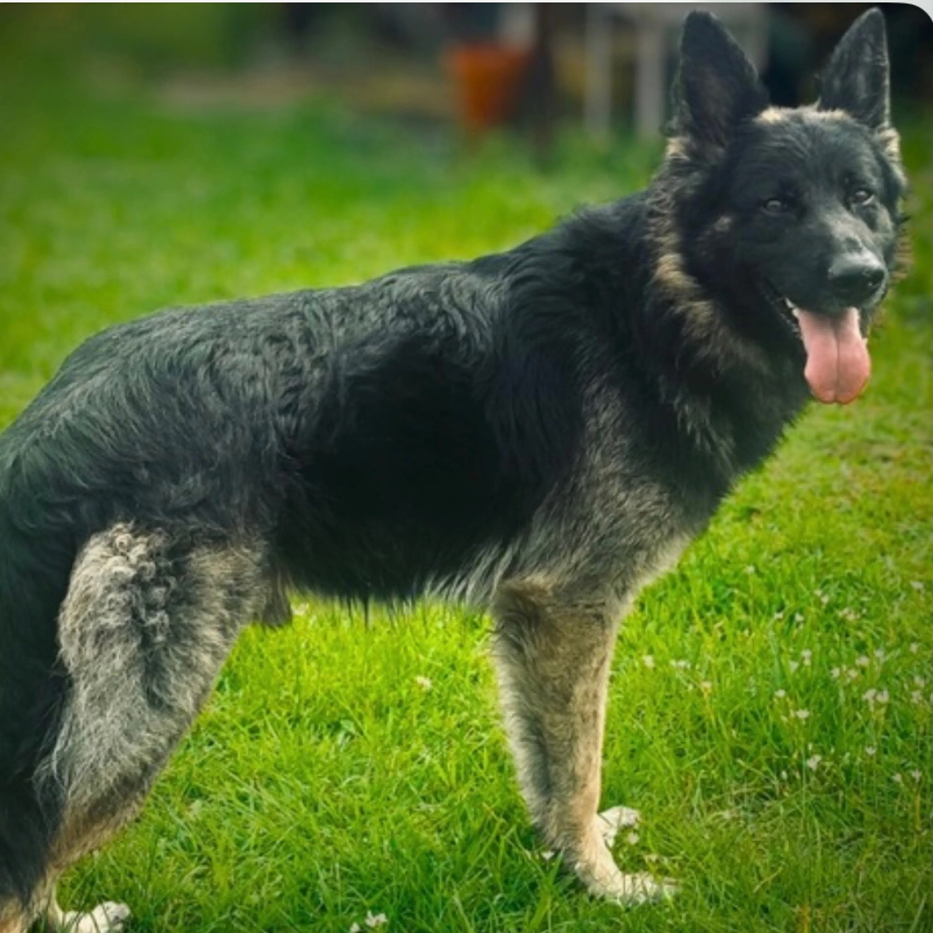Lost pet-1