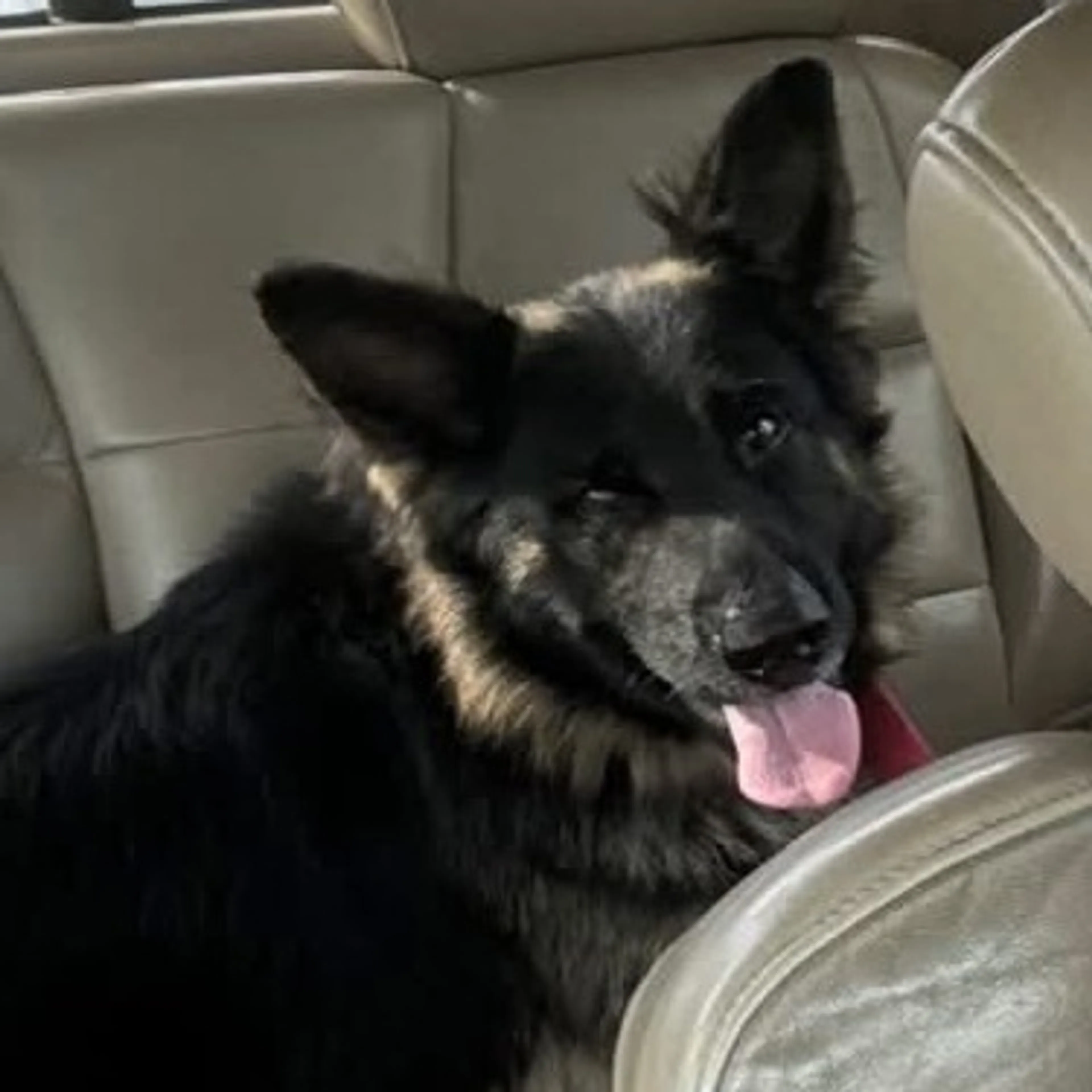 Lost pet-0